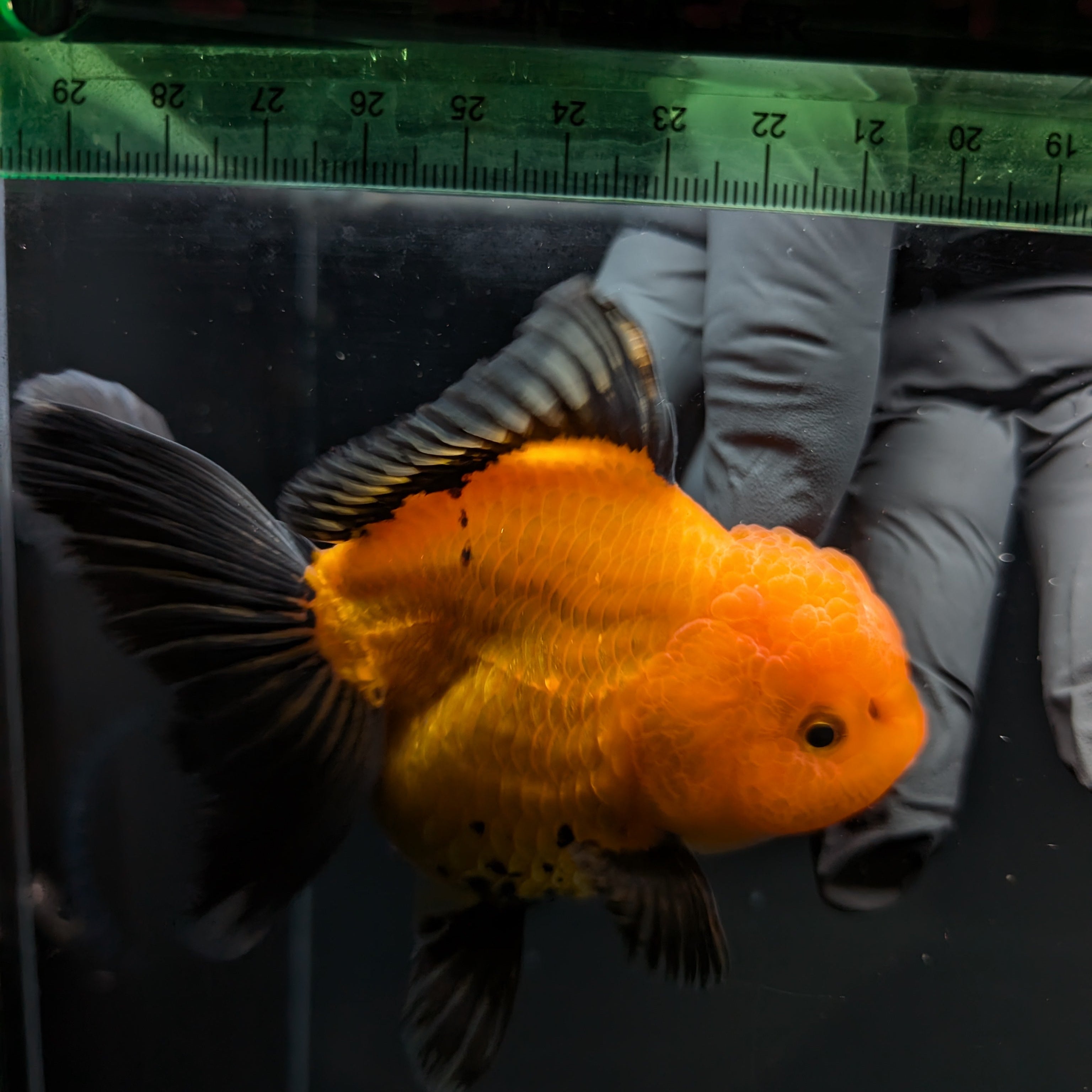 Thai Oranda Red Black  4.5"-5"  ID#718T5B-005