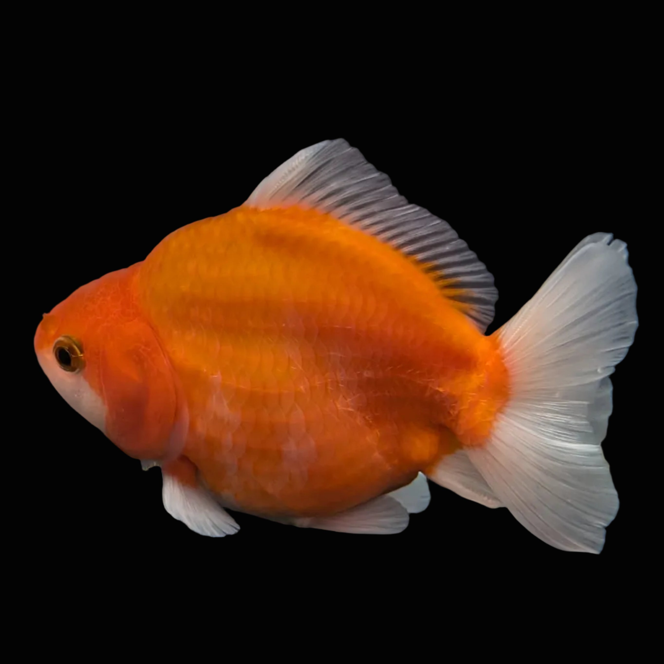 Jumbo Oranda Yuan Bao Sakura   4"-4.5"in. ID#807SB13A-004