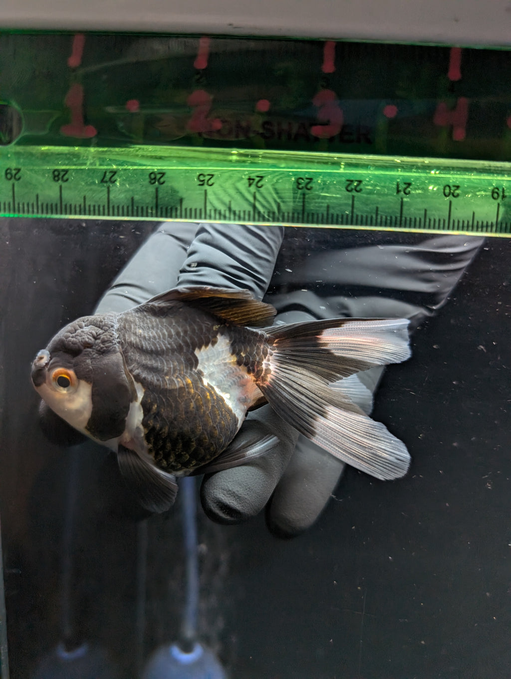 Thai Juvenile Oranda Panda 3"-3.5" in.  ID#626T1A-003