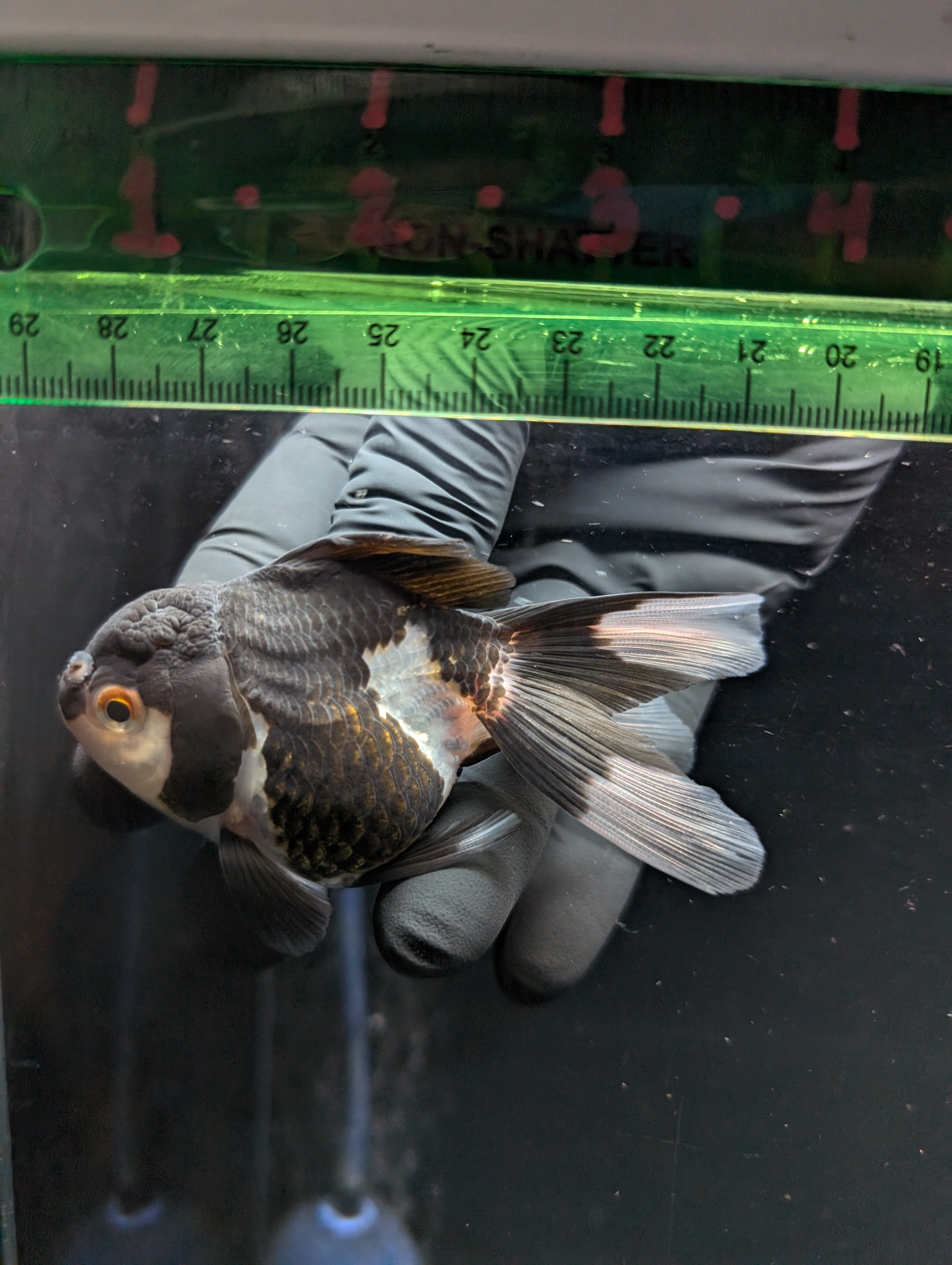 Thai Juvenile Oranda Panda 3"-3.5" in.  ID#626T1A-003