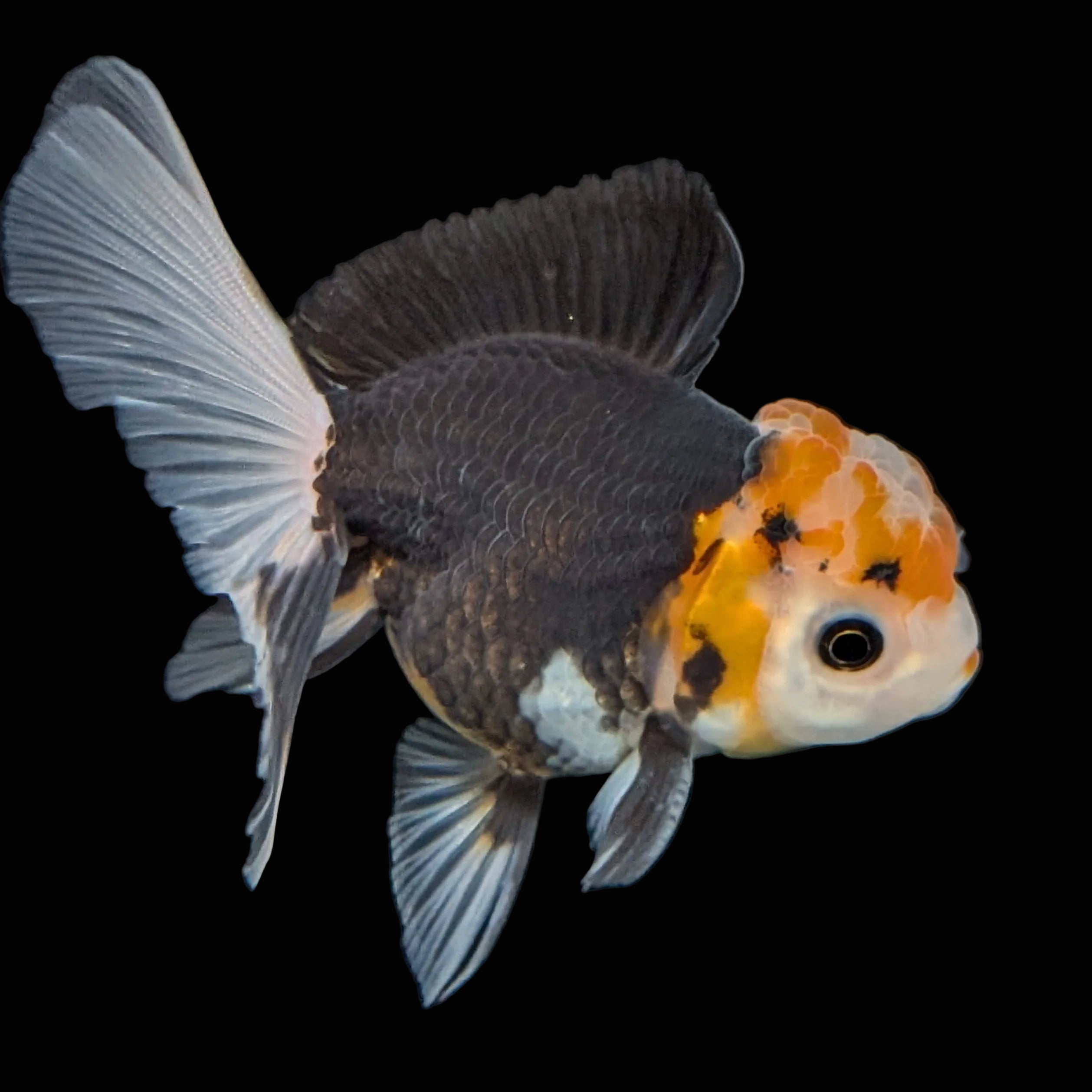 Juvenile Oranda Tricolor 3.5"-4" in.  ID#410T8A-014