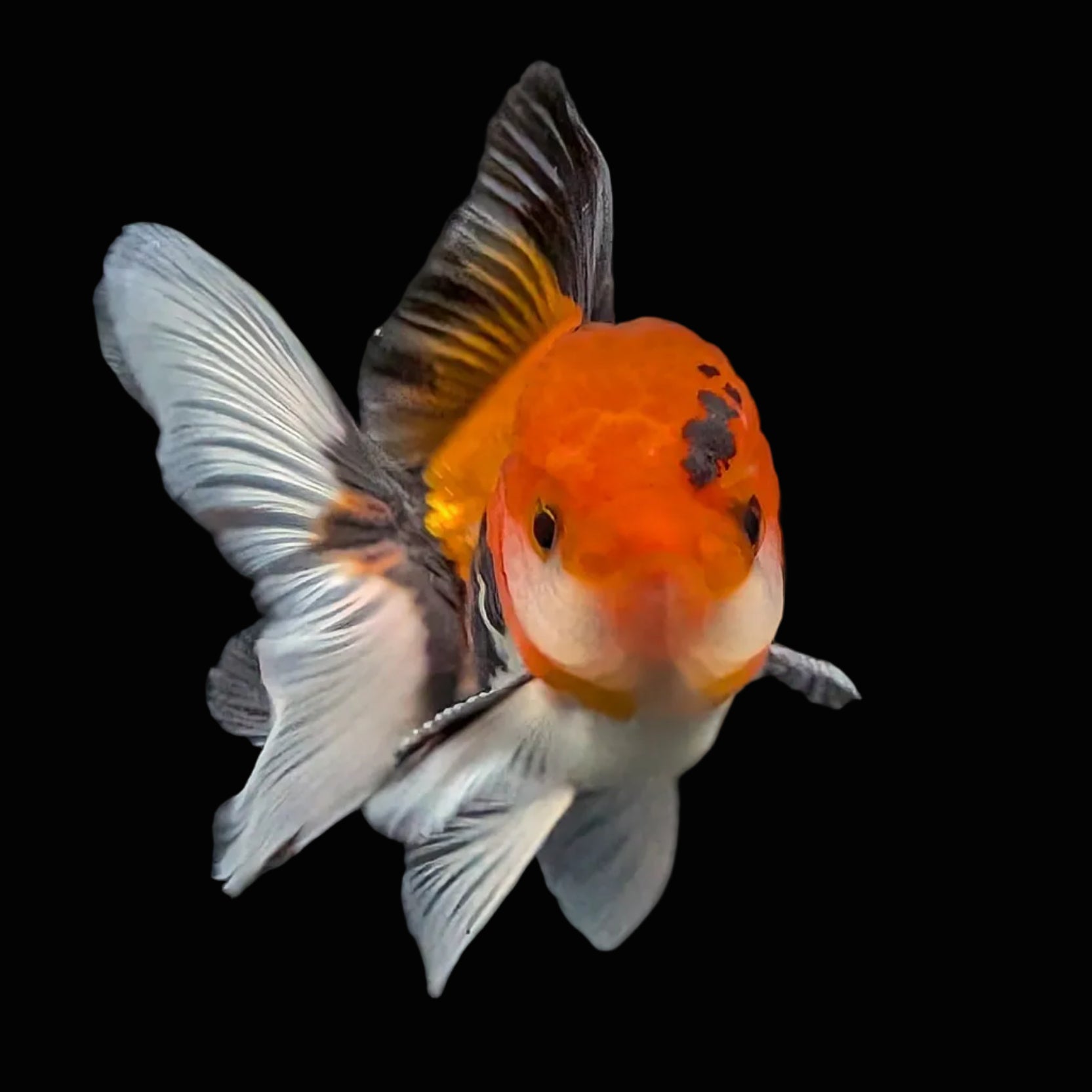 Juvenile Oranda Tricolor 3.5"-4" in.  ID#424T1A-003