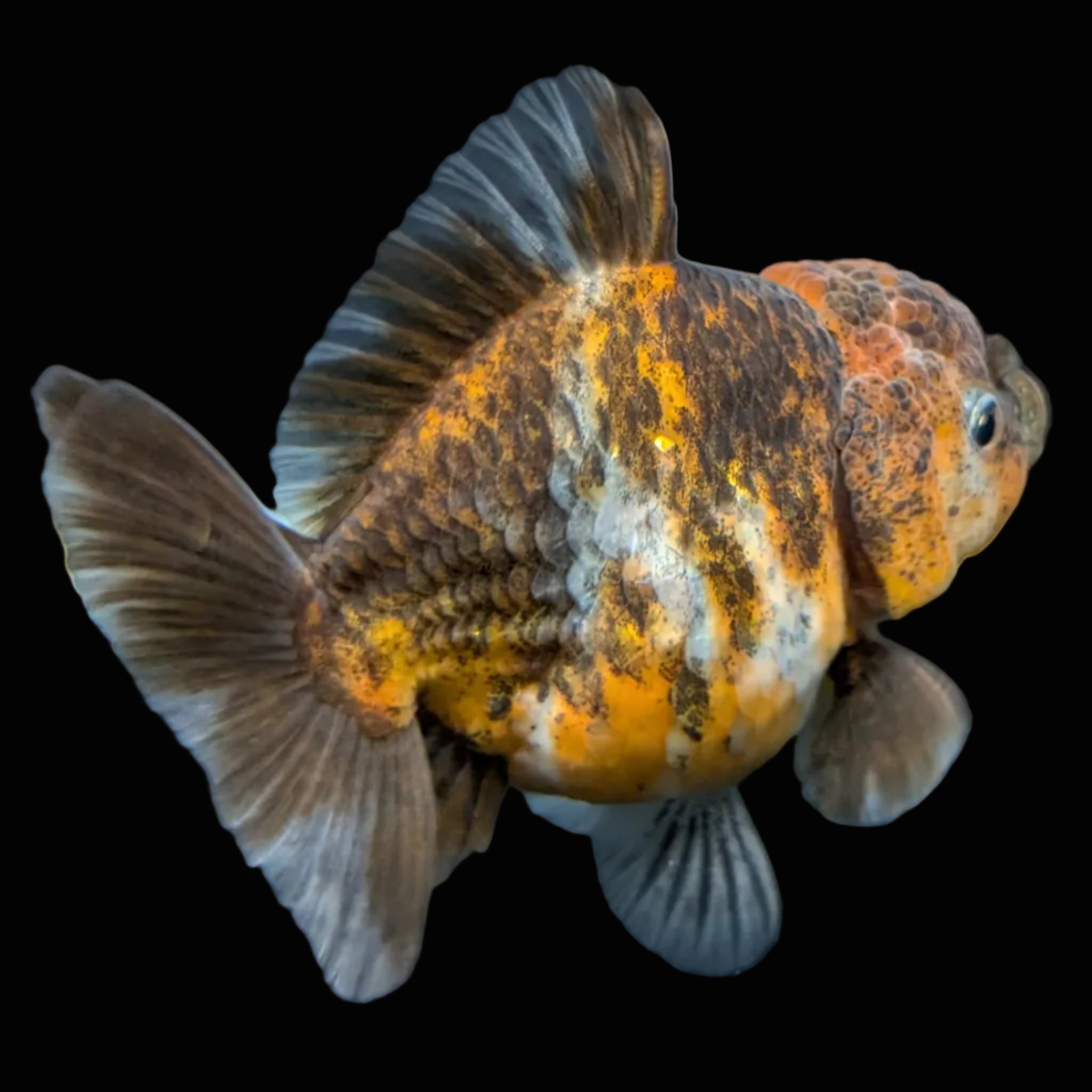 Thai Oranda Shogun Calico 4" in. ID#703SG7A-008