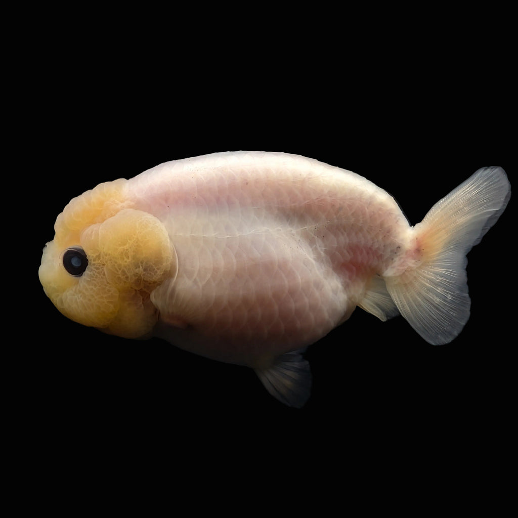 Jumbo Ranchu Pearl White 4" in. ID#626R8A-001 Please See Notes.