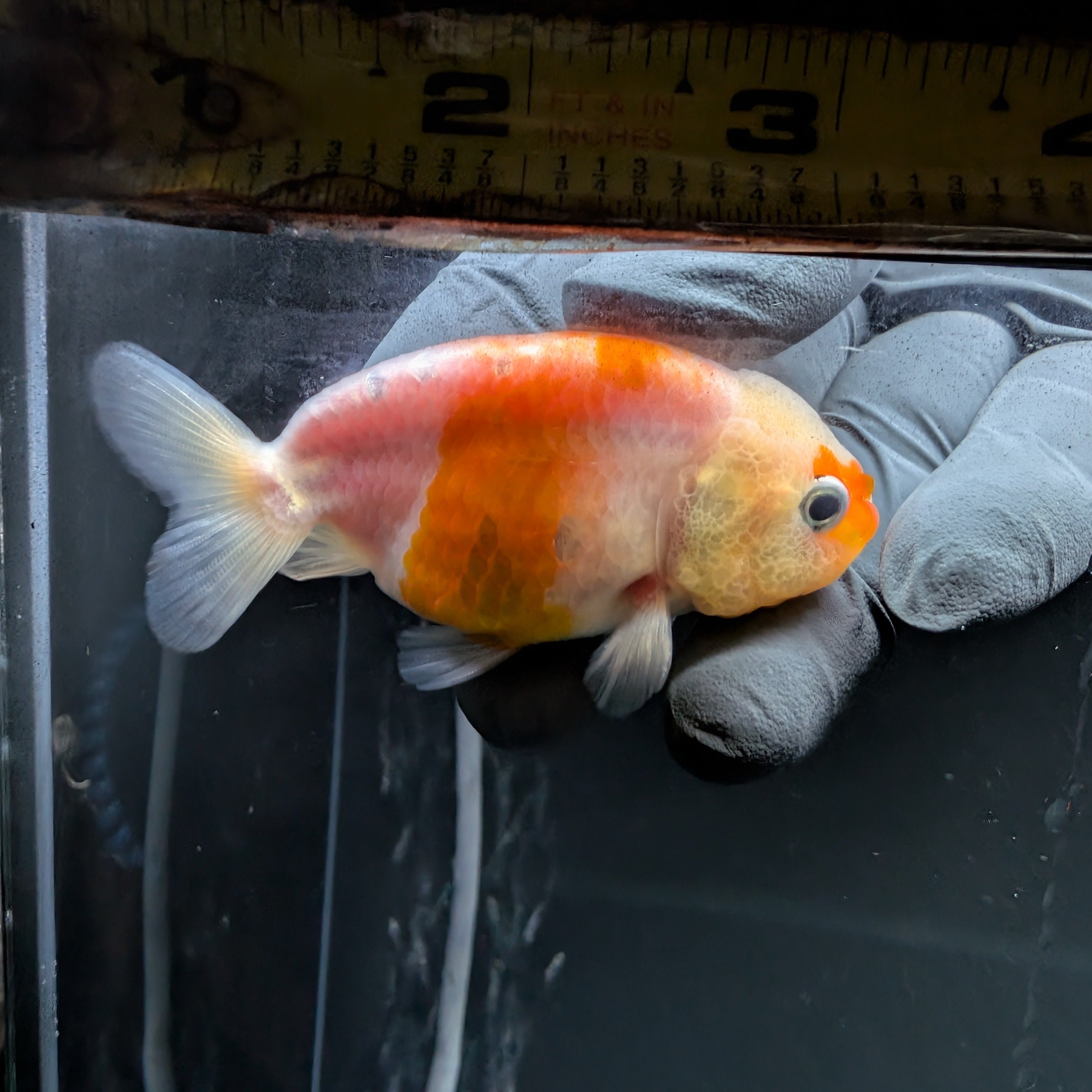 Ranchu Sakura 3"-3.5" in. ID#522R4A-007