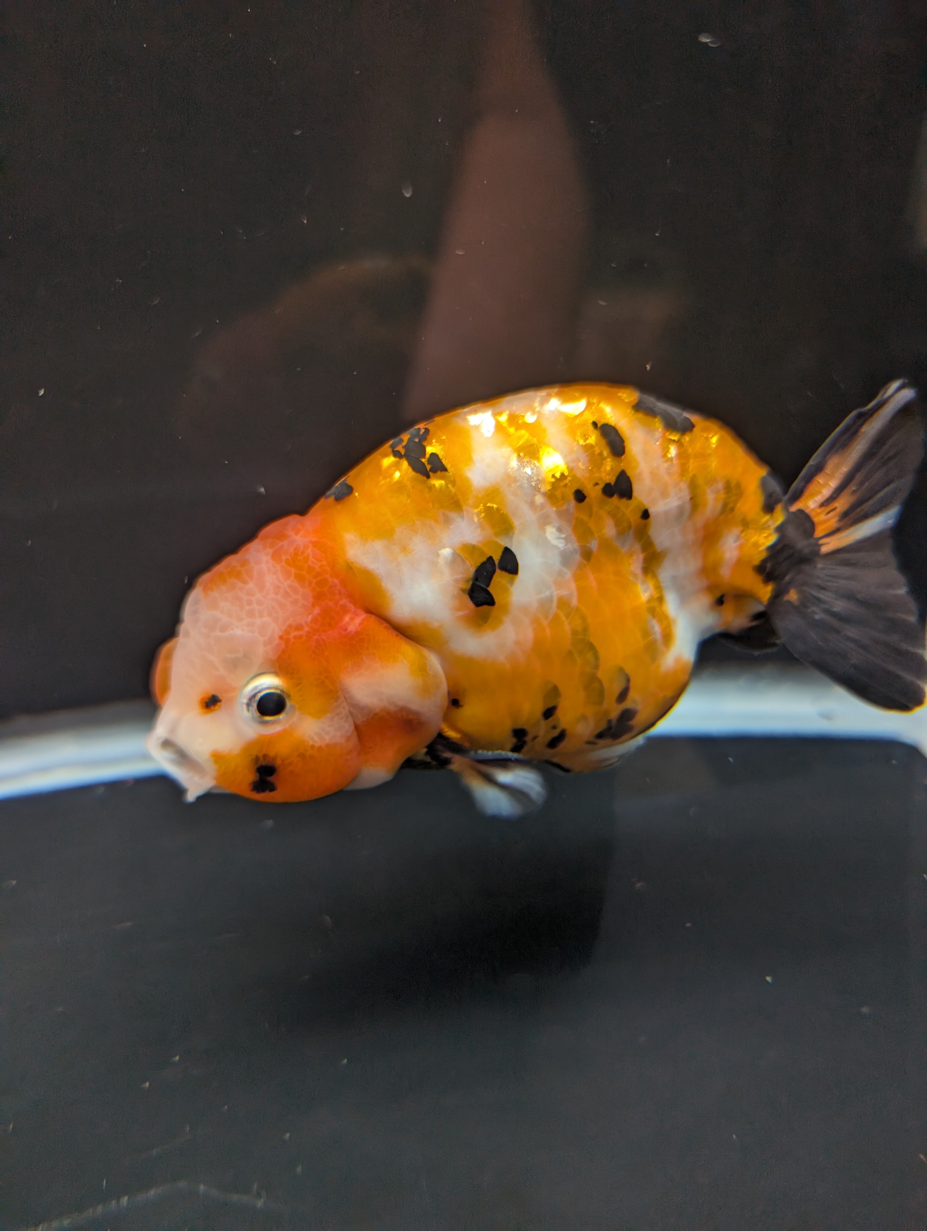 Jumbo Ranchu Calico 4.5"-5" in. ID#821R8A-032