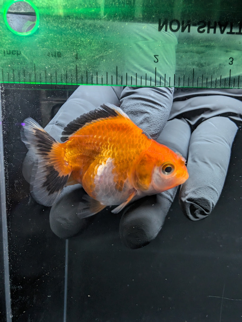 Baby Thai Shogun Oranda Tricolor 2"-2.5" in. ID#1016BSG11A-002
