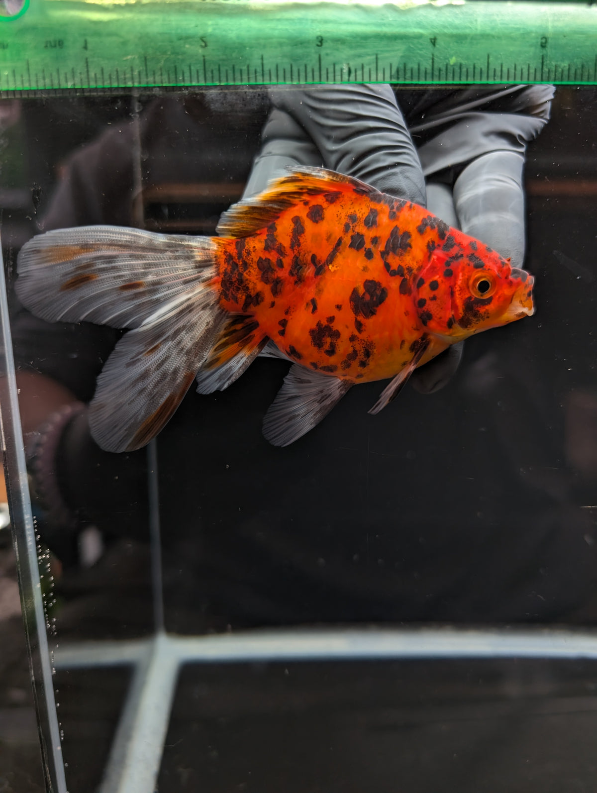 Tamasaba Calico 4" in. ID#1023TM1B-023