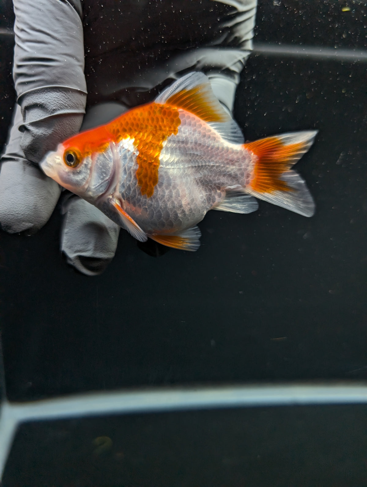 Tamasaba Red White 3"-3.5" in. ID#1009TM1B-013