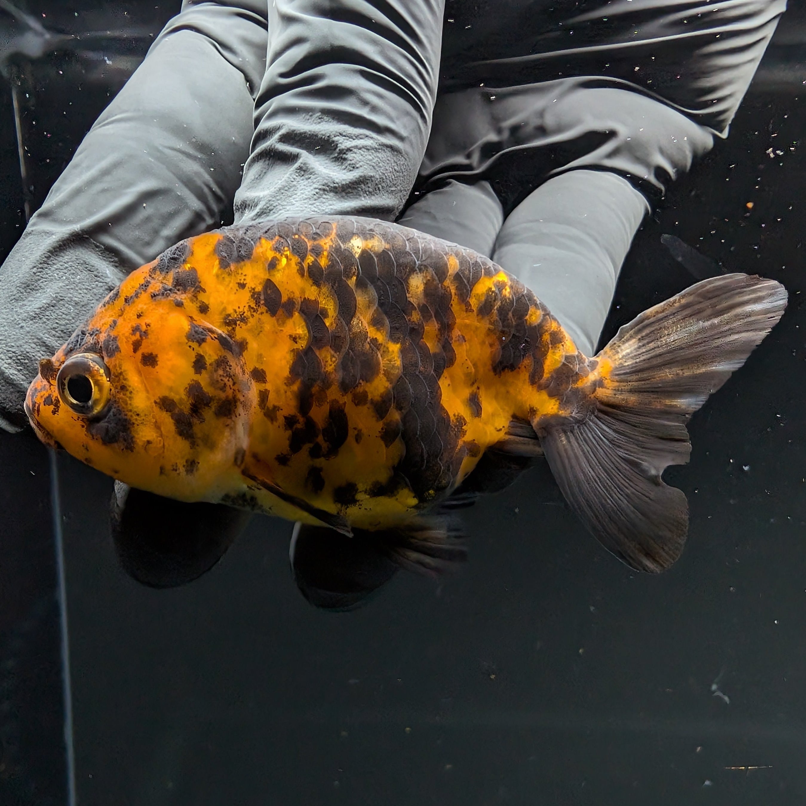 Ranchu Calico 2.5"-3" in. ID#724R4A-028