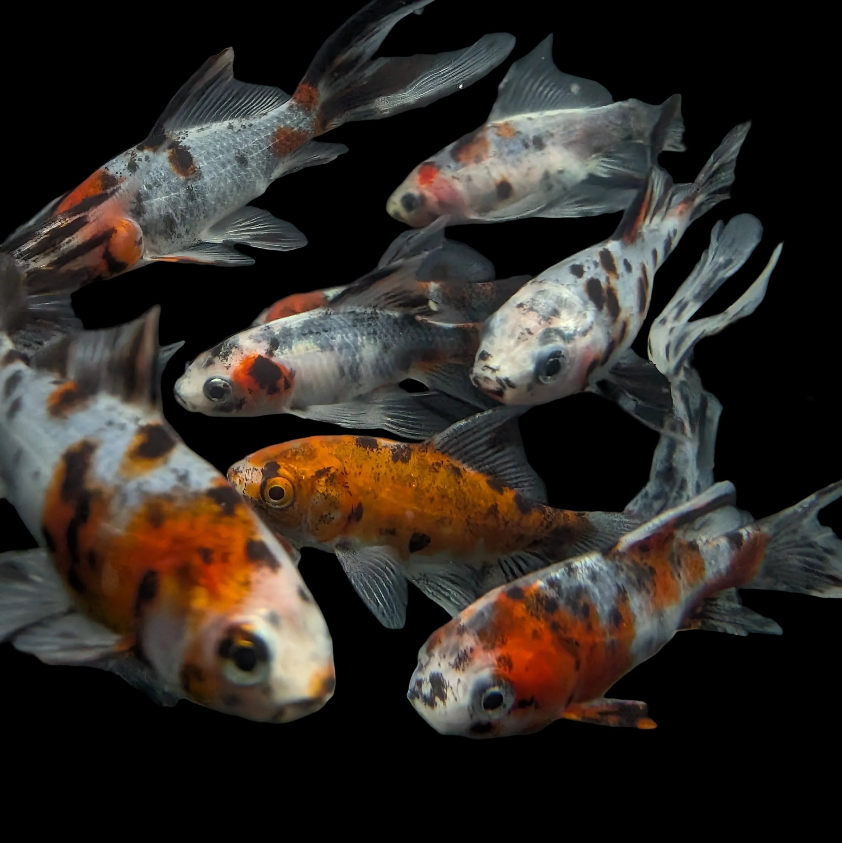 Single - Juvenile Long Tail Shubunkin Calico *Assorted 3.5"-4" in.