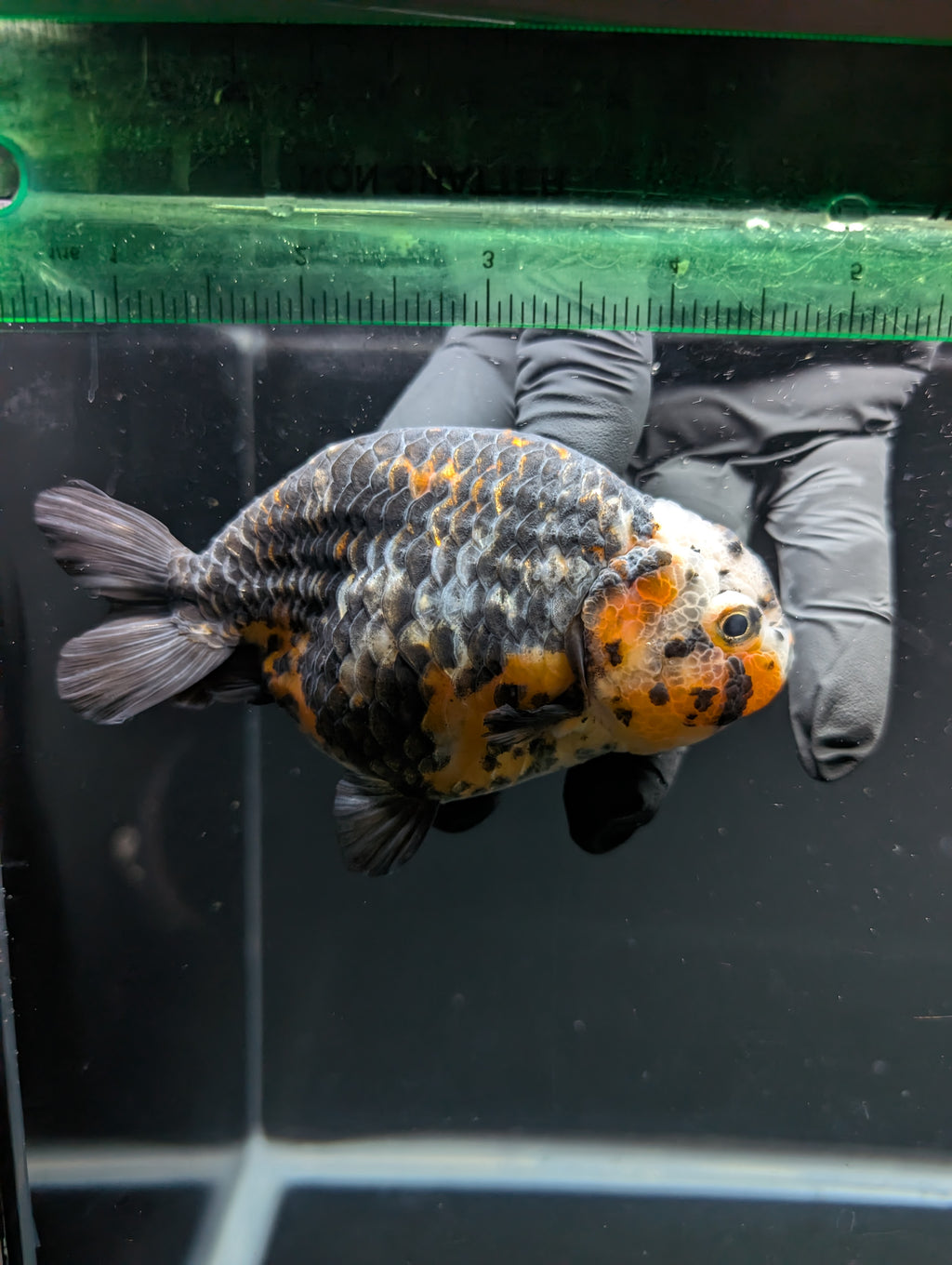 Jumbo Ranchu Kirin Calico 4"-4.5" in. ID#918R8A-074