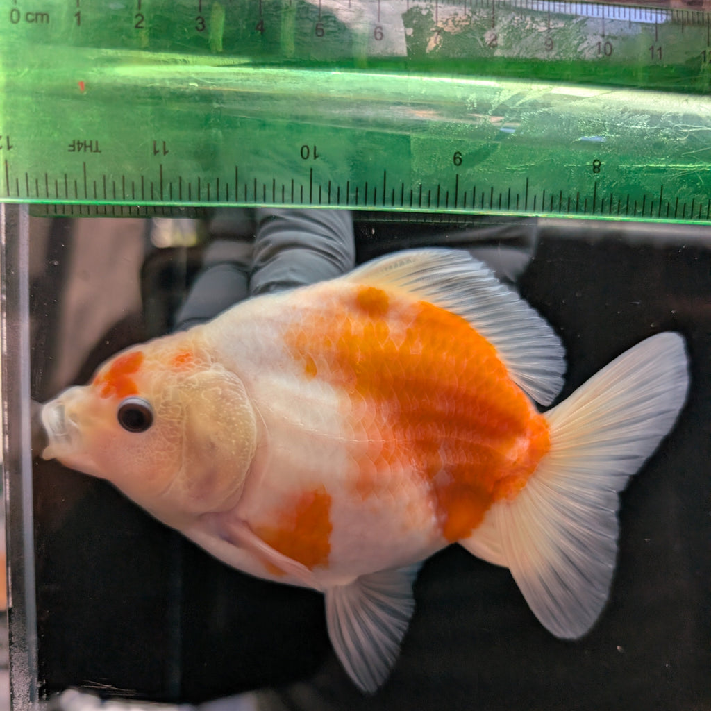 Jumbo Oranda Yuan Bao Sakura   4"-4.5"in. ID#807SB13A-003