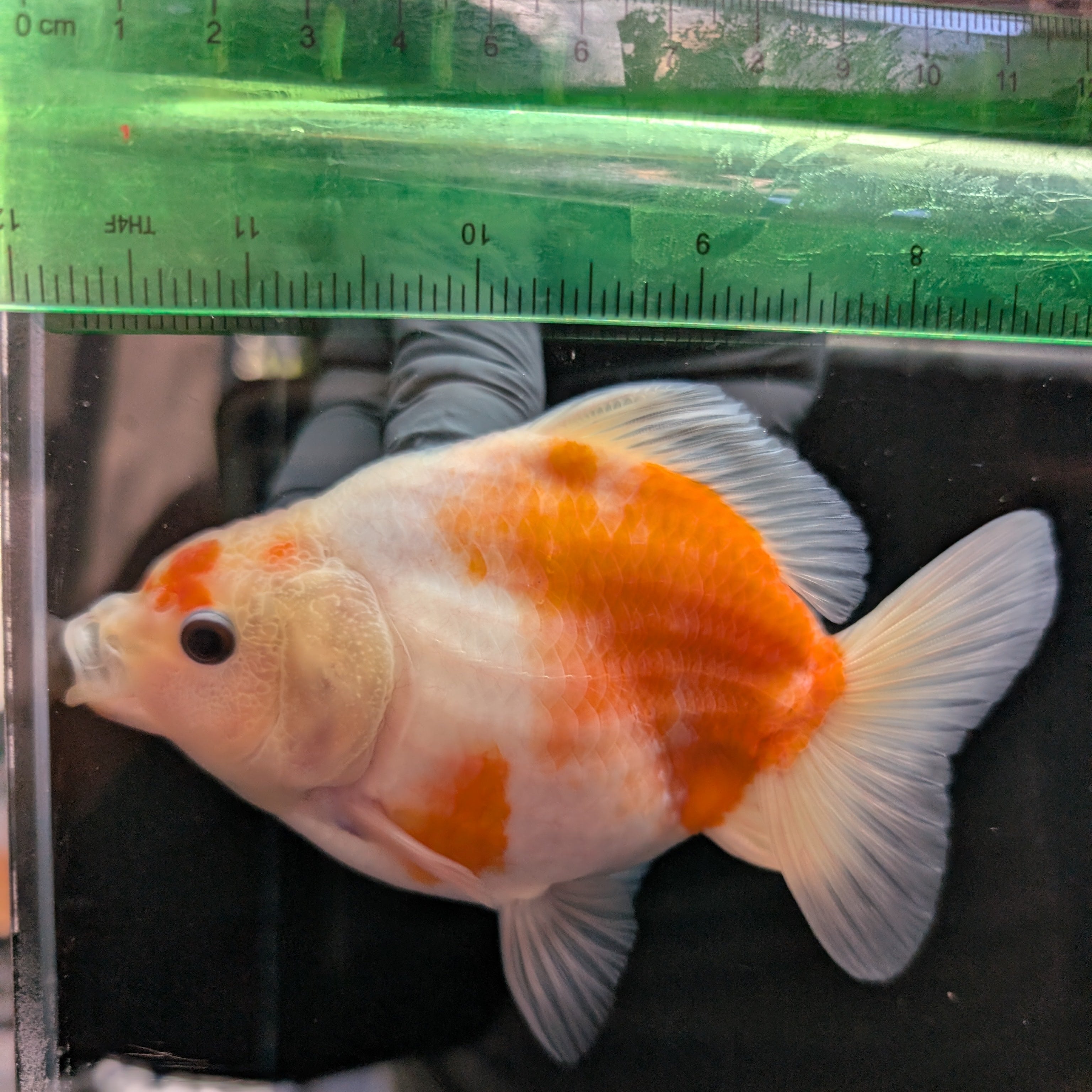 Jumbo Oranda Yuan Bao Sakura   4"-4.5"in. ID#807SB13A-003