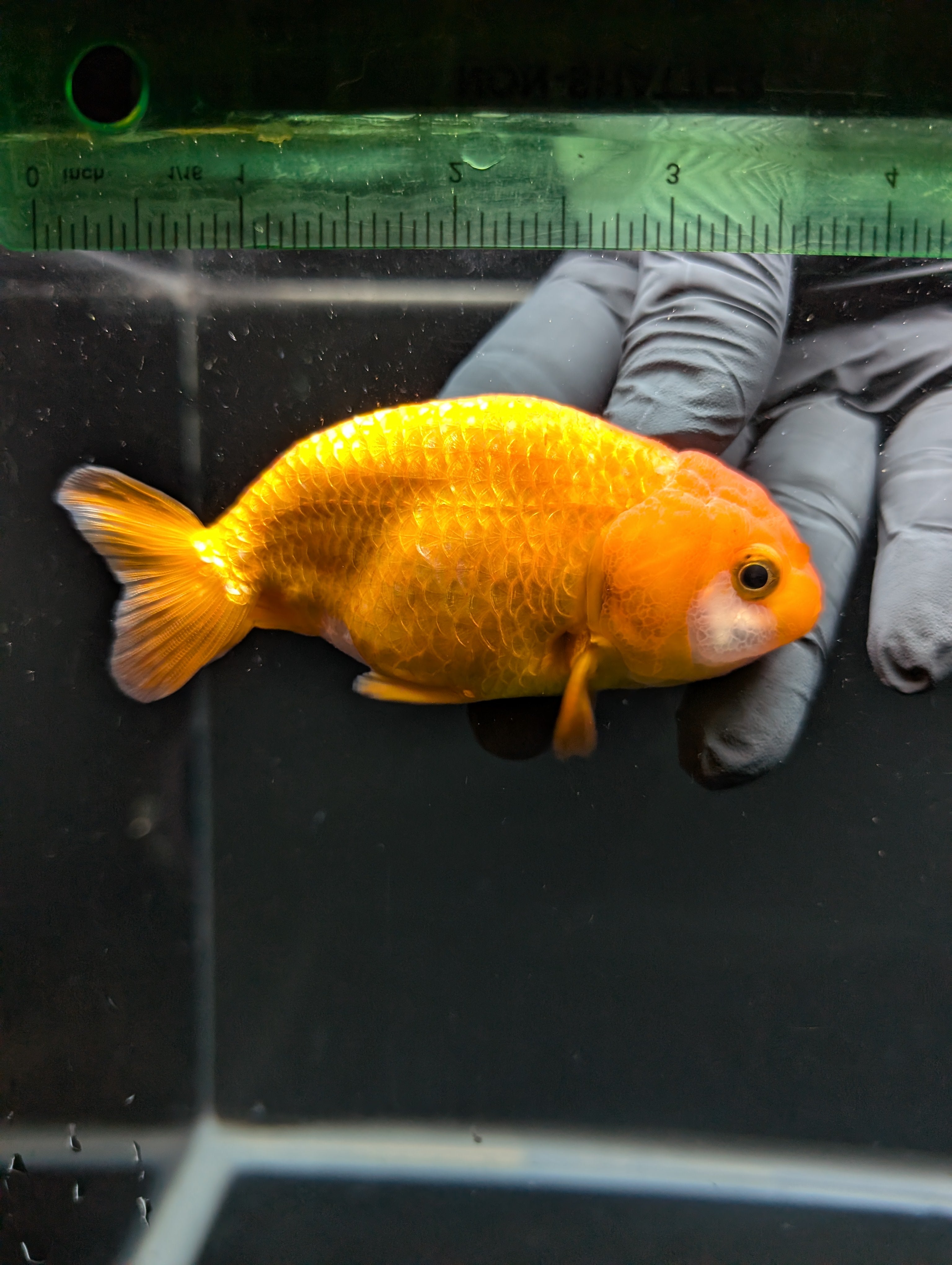 Ranchu Red White 3.5"-4"in. ID#828R4A-022