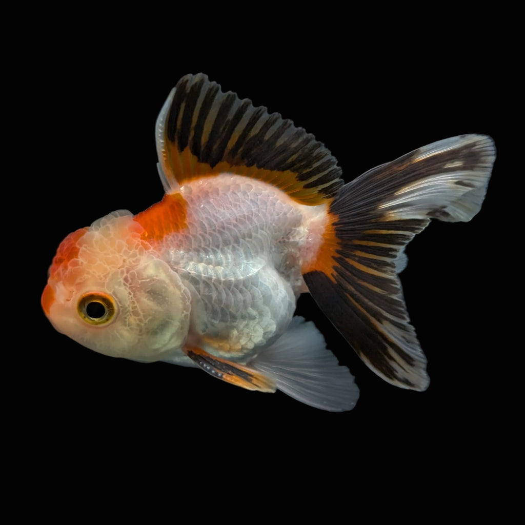 Thai Baby Oranda Tricolor 3"in.  ID#807T1A-004