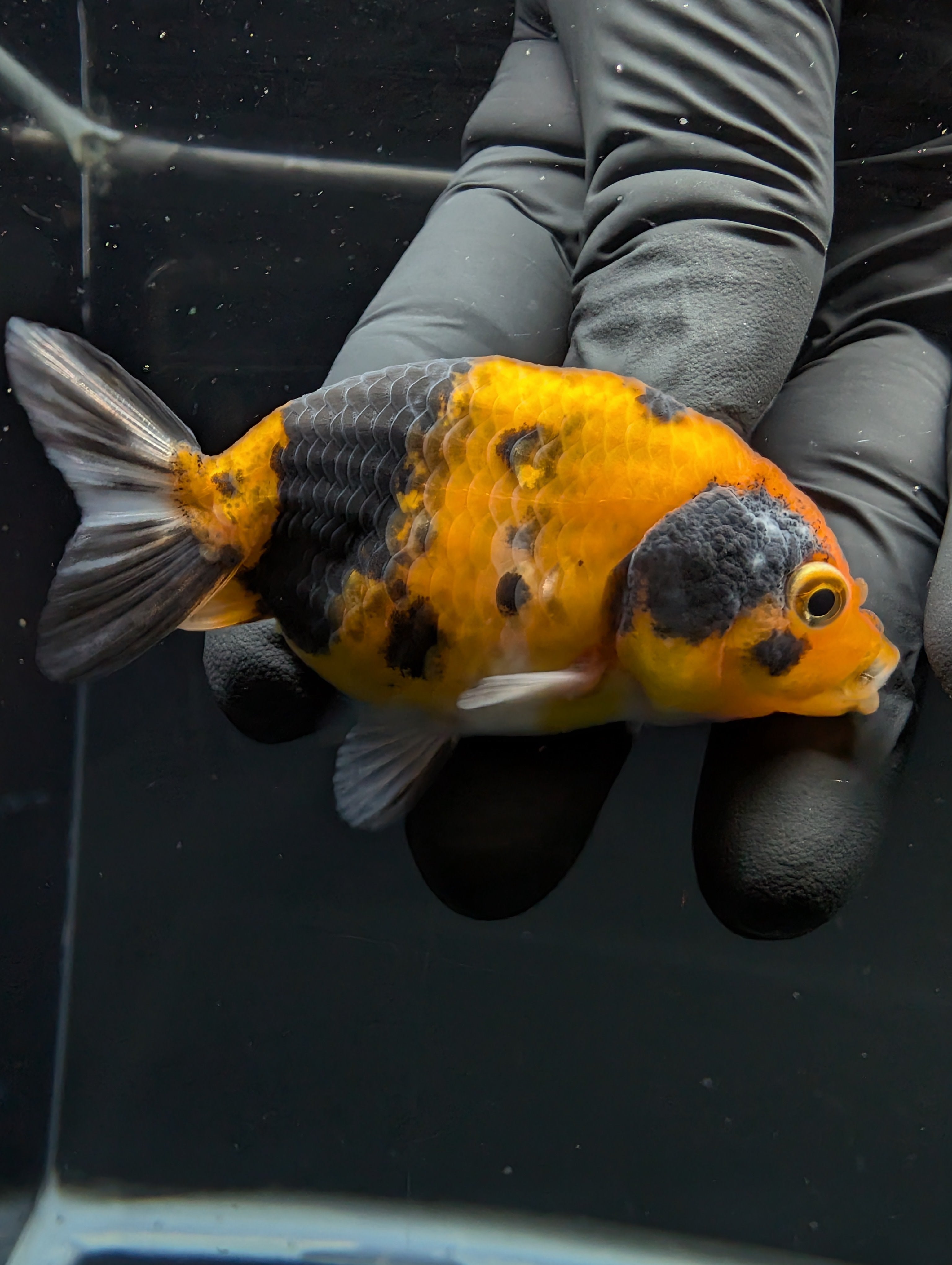 Ranchu Calico 2.5"-3" in. ID#717R4A-001