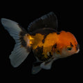 Thai Juvenile Oranda Tricolor 3"-3.5" in.  ID#626T1A-008