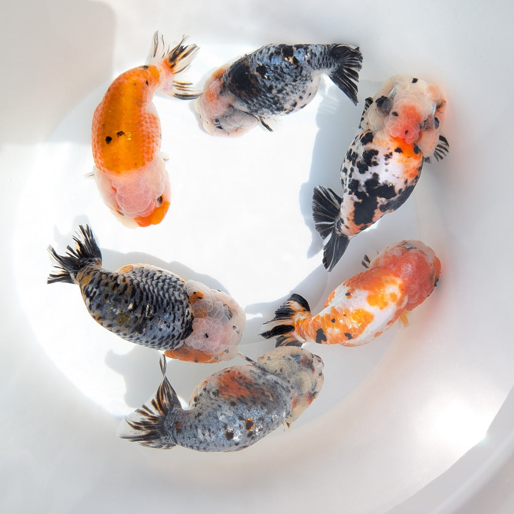 Jumbo Ranchu Kirin Calico 4.5"-5" in. ID#814R8A-024