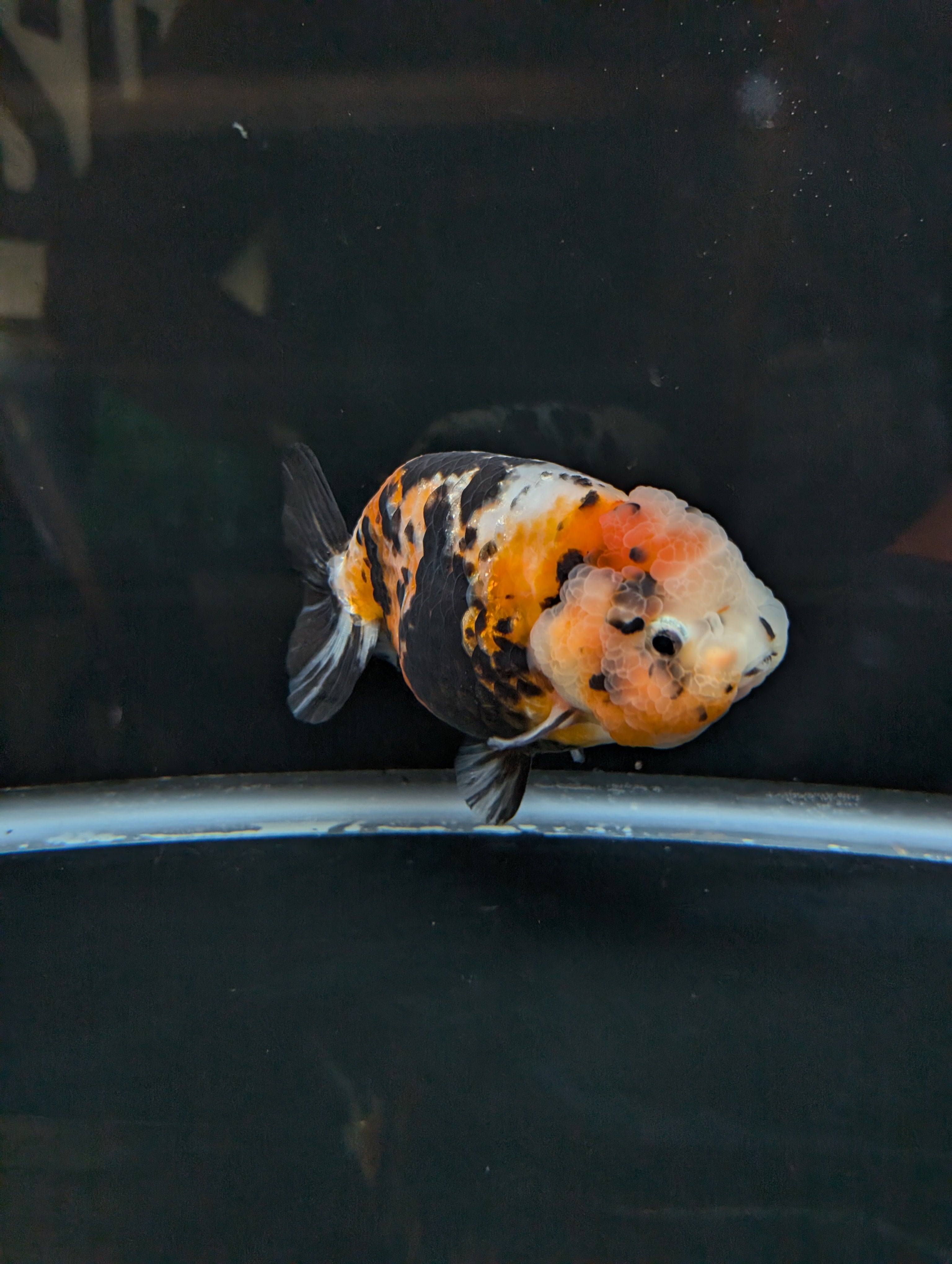 Jumbo Ranchu Milk Cow Calico 4.5"-5" in. ID#814R8A-021