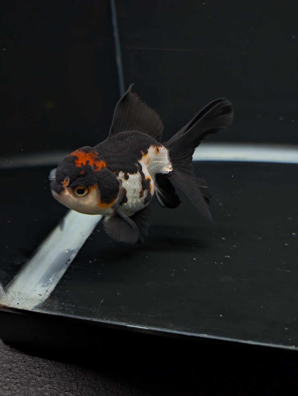 Thai Juvenile Oranda Tricolor 3"-3.5" in.  ID#717T1A-001