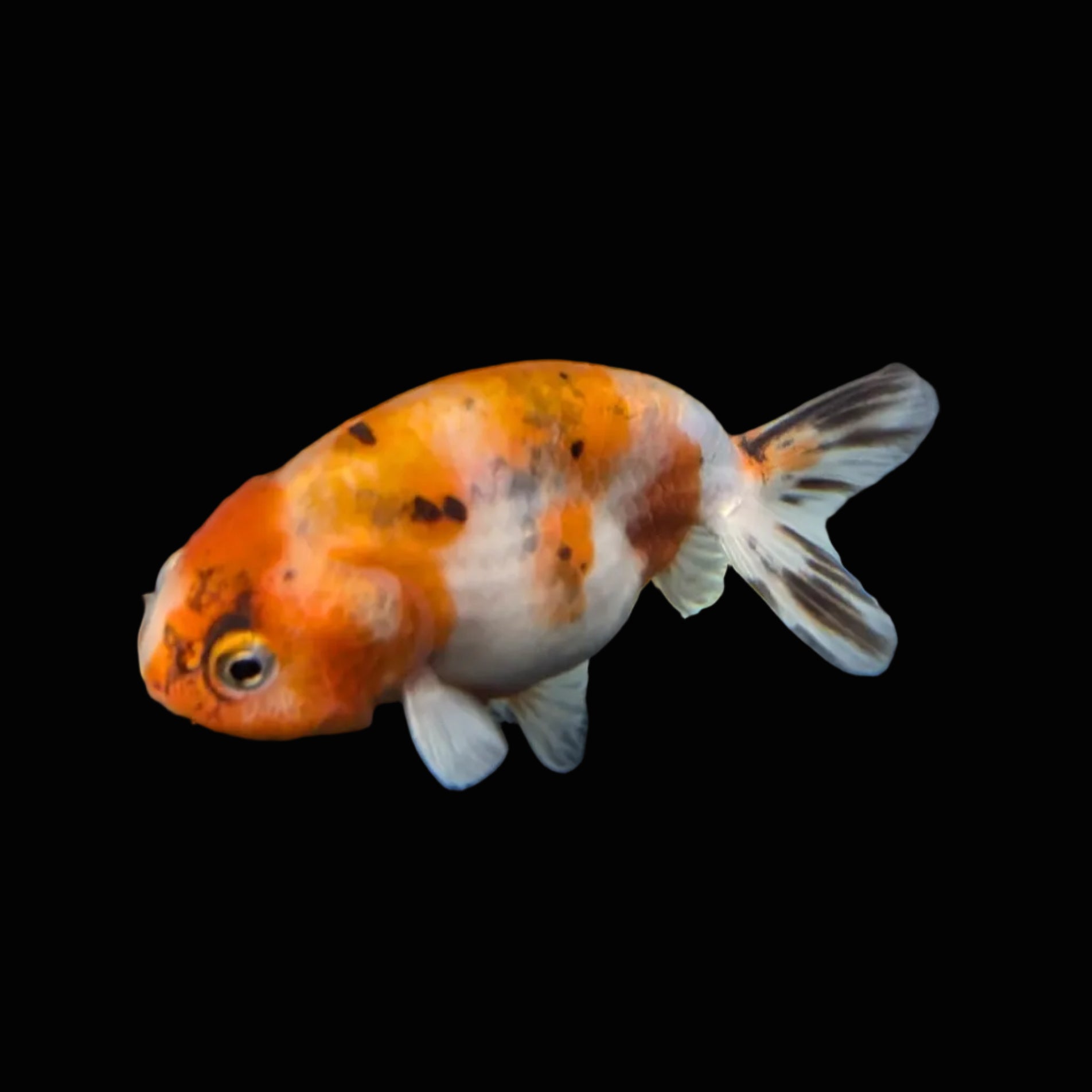 Ranchu Calico 3"-3.5" in. ID#403R7A-004