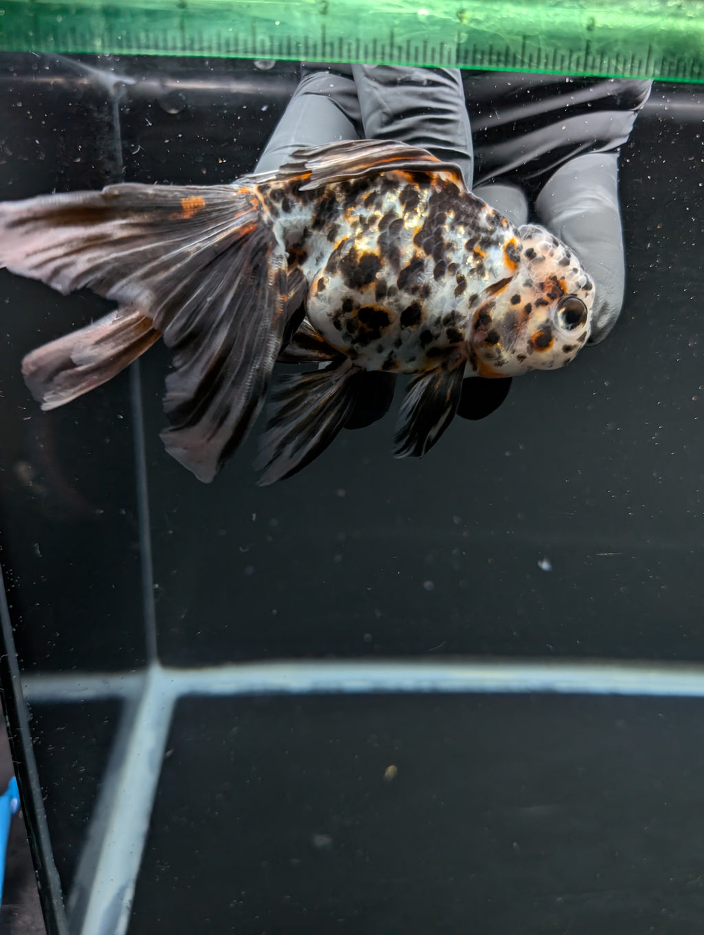 Calico Oranda 4.5"-5"in. ID#911LB2A-002