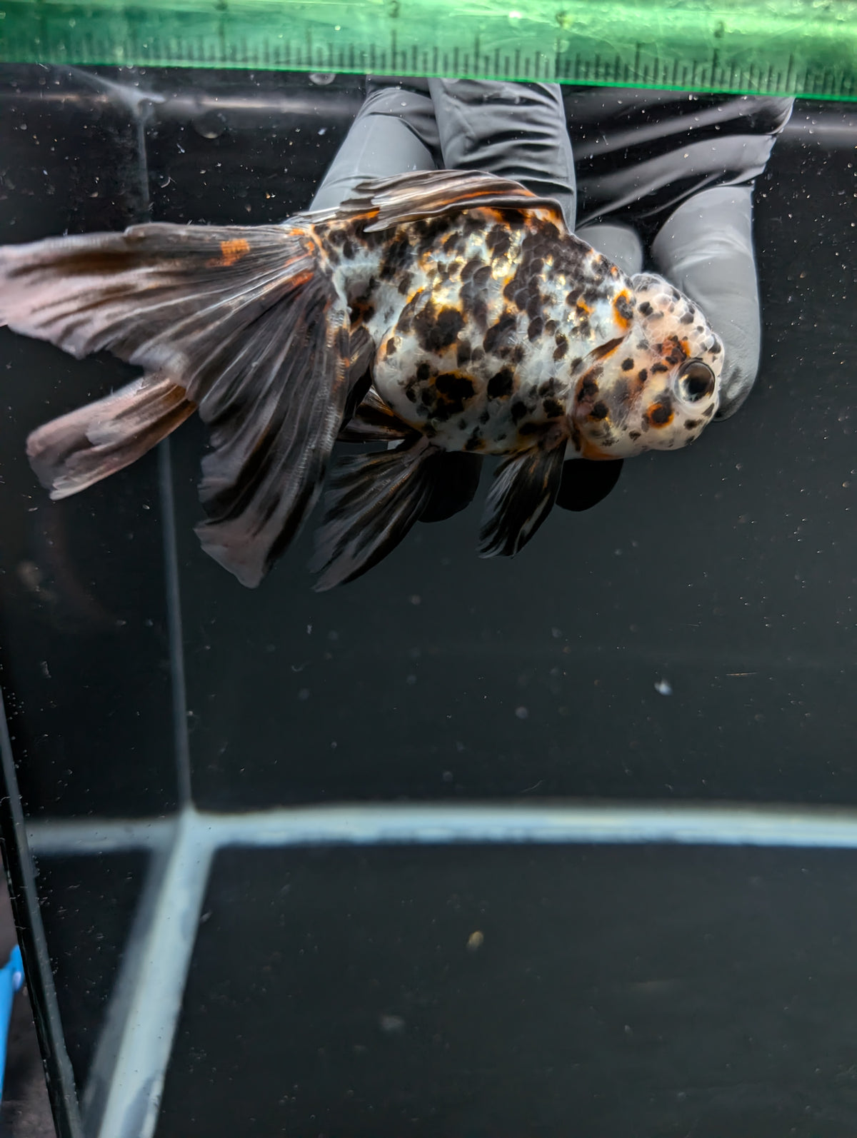 Calico Oranda 4.5"-5"in. ID#911LB2A-002