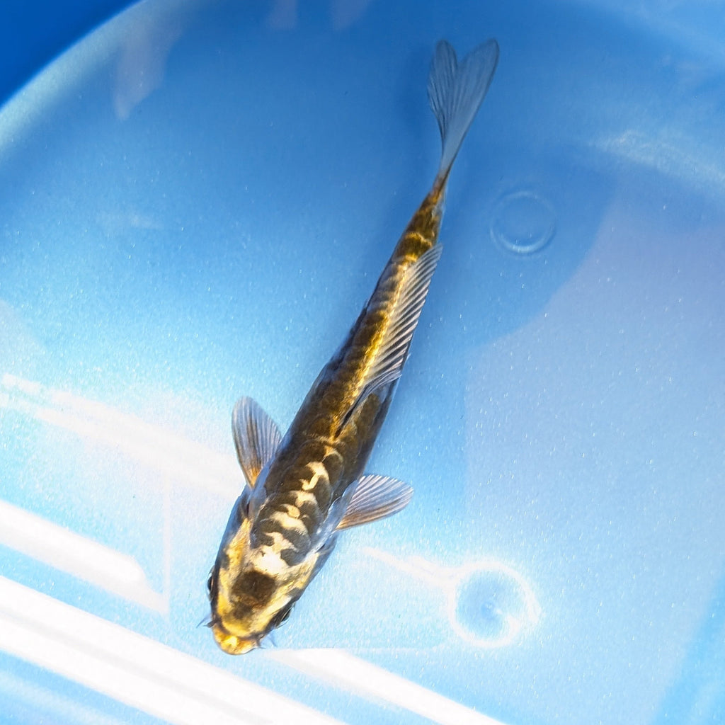 Kin Kikokuryu Koi  4"in. ID#806BFK-025