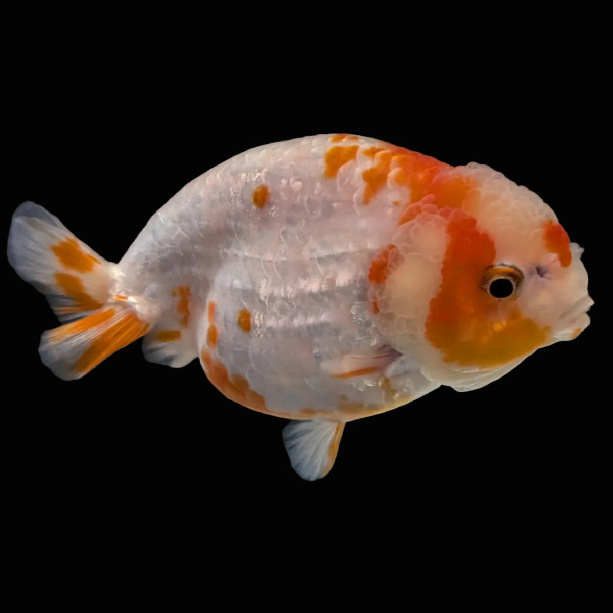 Jumbo Ranchu Sakura 4.5"-5" in. ID#1009R8A-052