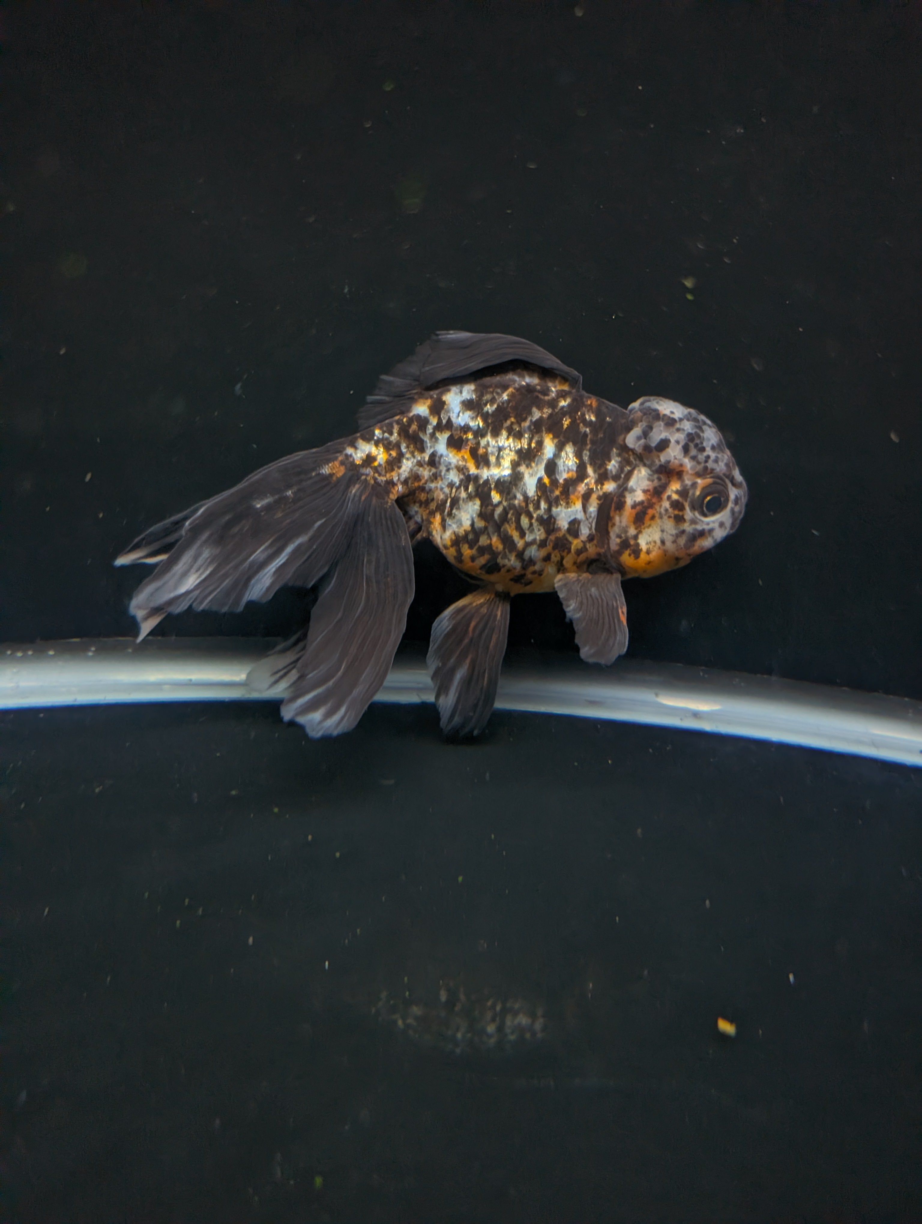Calico Oranda 5.5"- 6"in. ID#821LB2A-64