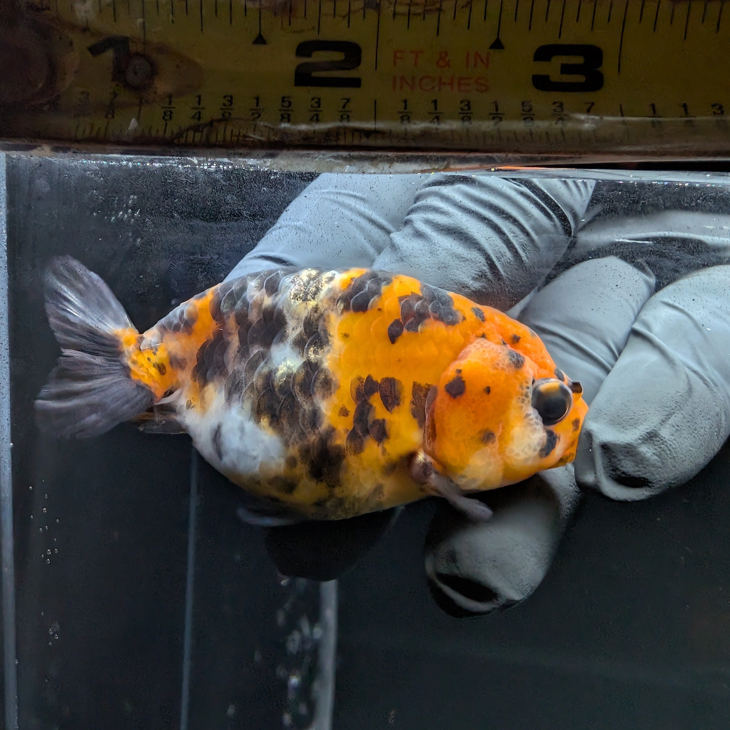Ranchu Calico 3"-3.5" in. ID#515R4A-015