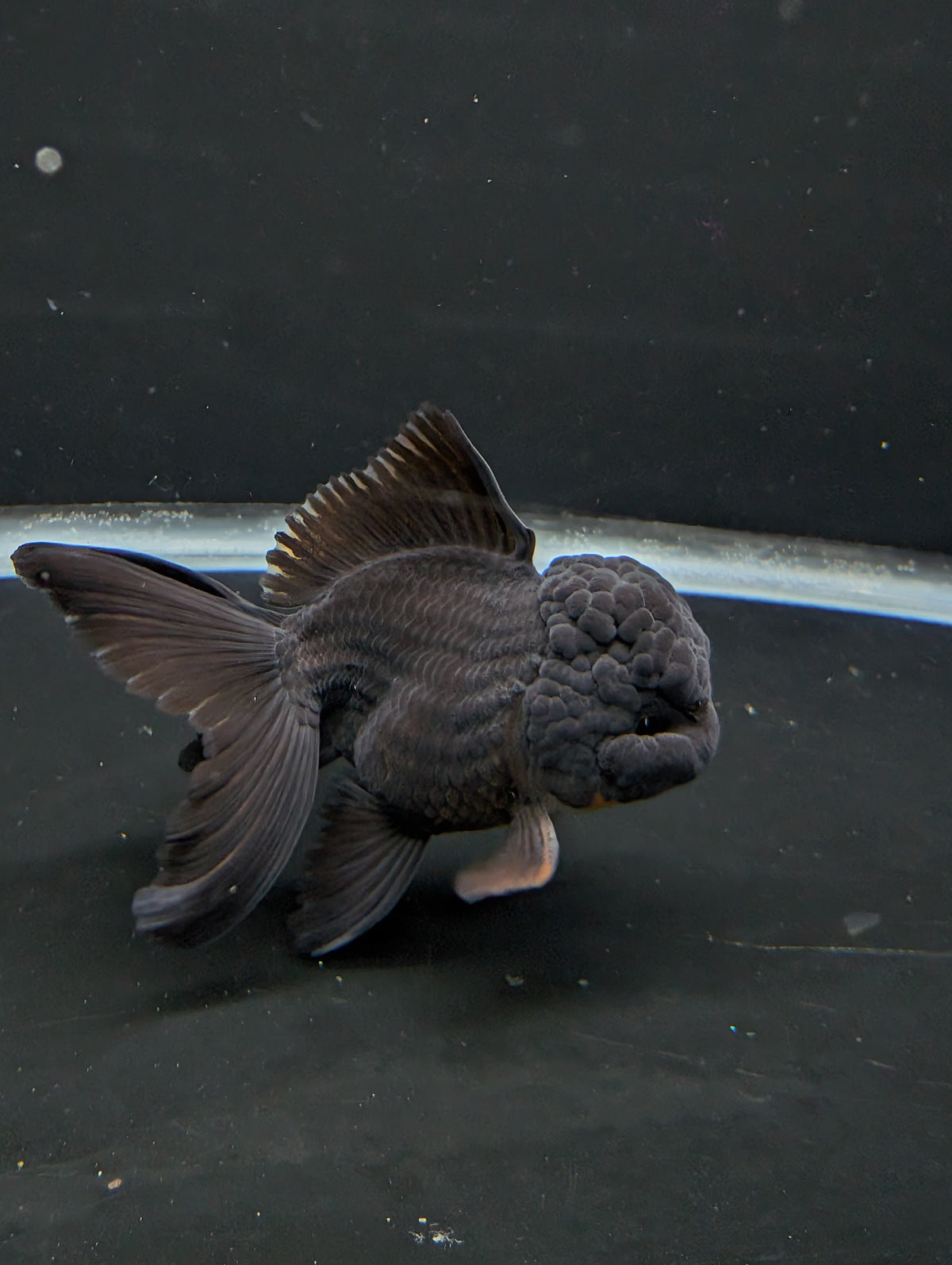 Thai Oranda Godzilla Black 3.5"-4"in.  ID#1023T1A-028