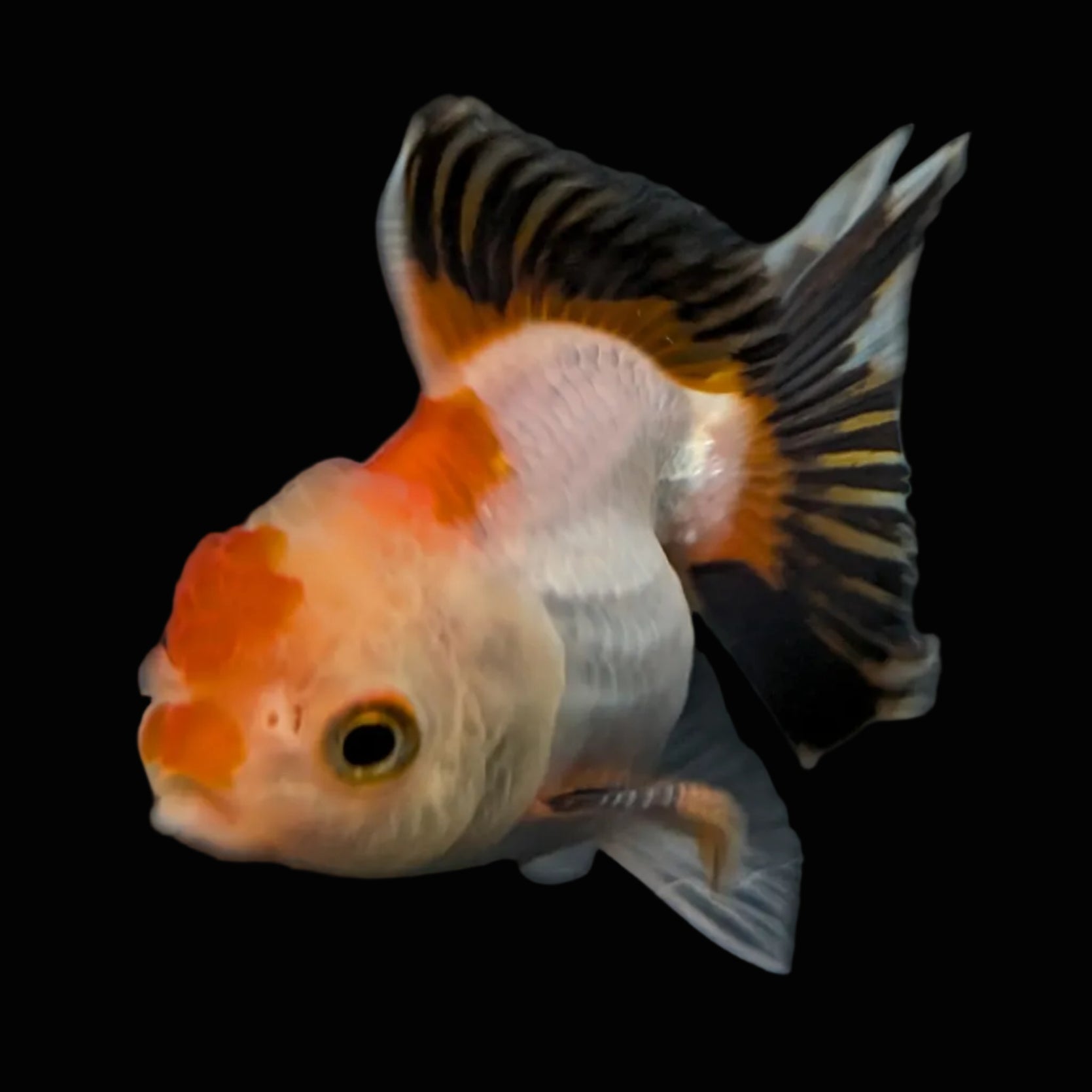Thai Baby Oranda Tricolor 3"in.  ID#807T1A-004