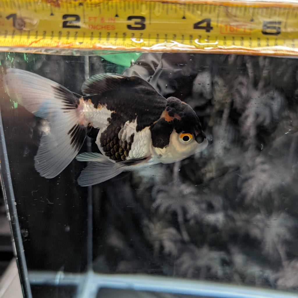 Juvenile Oranda Panda 3.5"-4" in.  ID#320T13b-004
