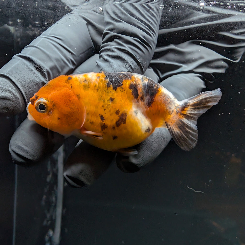 Ranchu Calico 3"-3.5" in. ID#515R4A-017