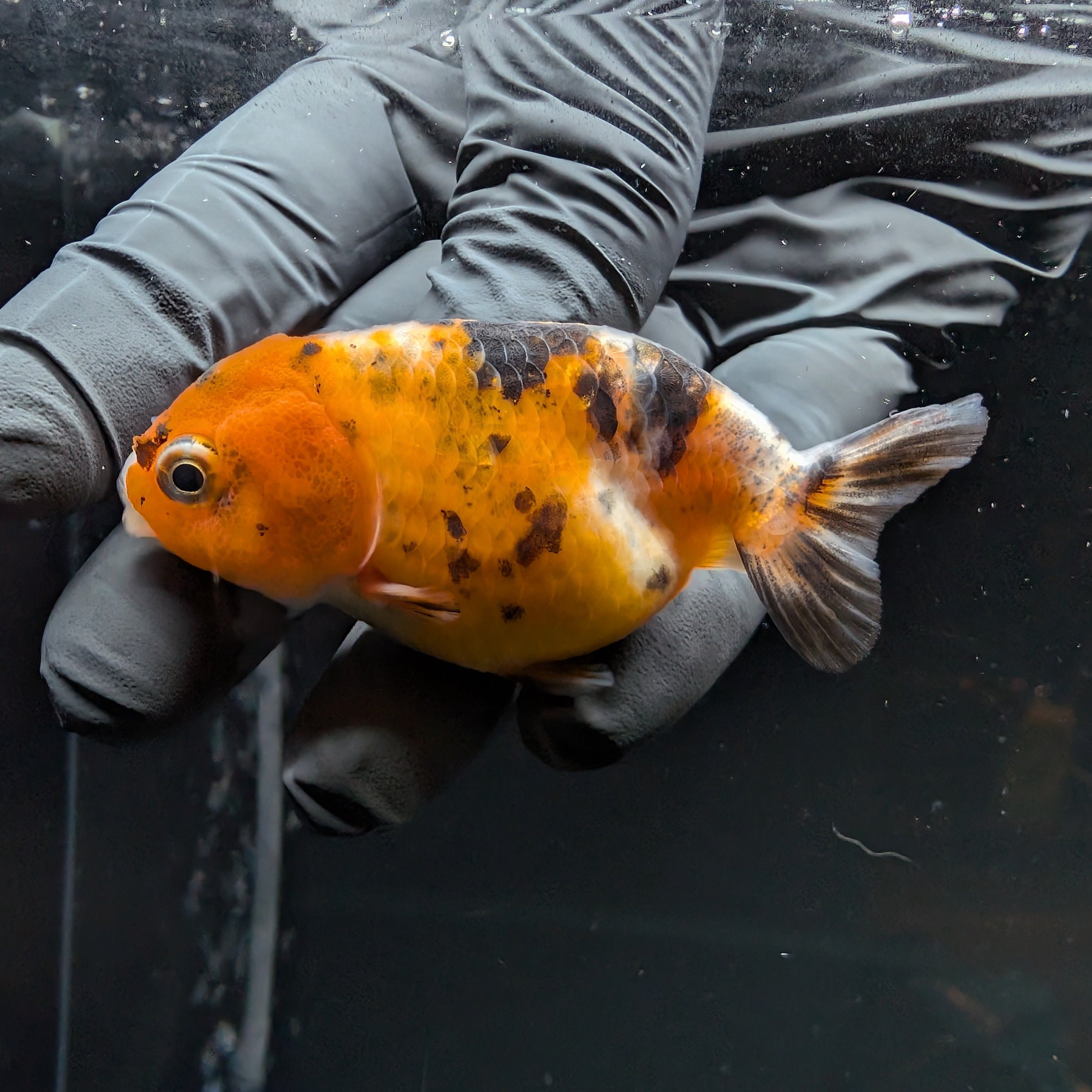 Ranchu Calico 3"-3.5" in. ID#515R4A-017