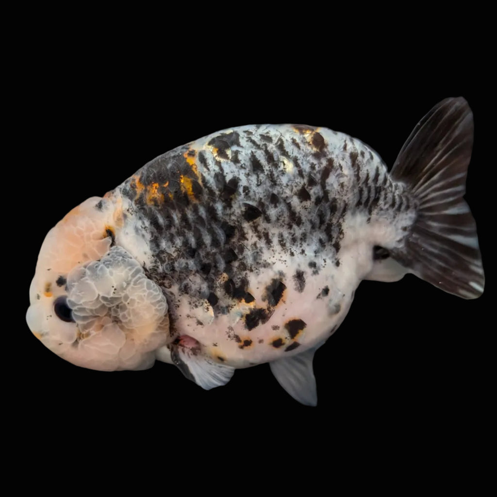 Jumbo Ranchu Kirin Calico 4.5"-5" in. ID#814R8A-024