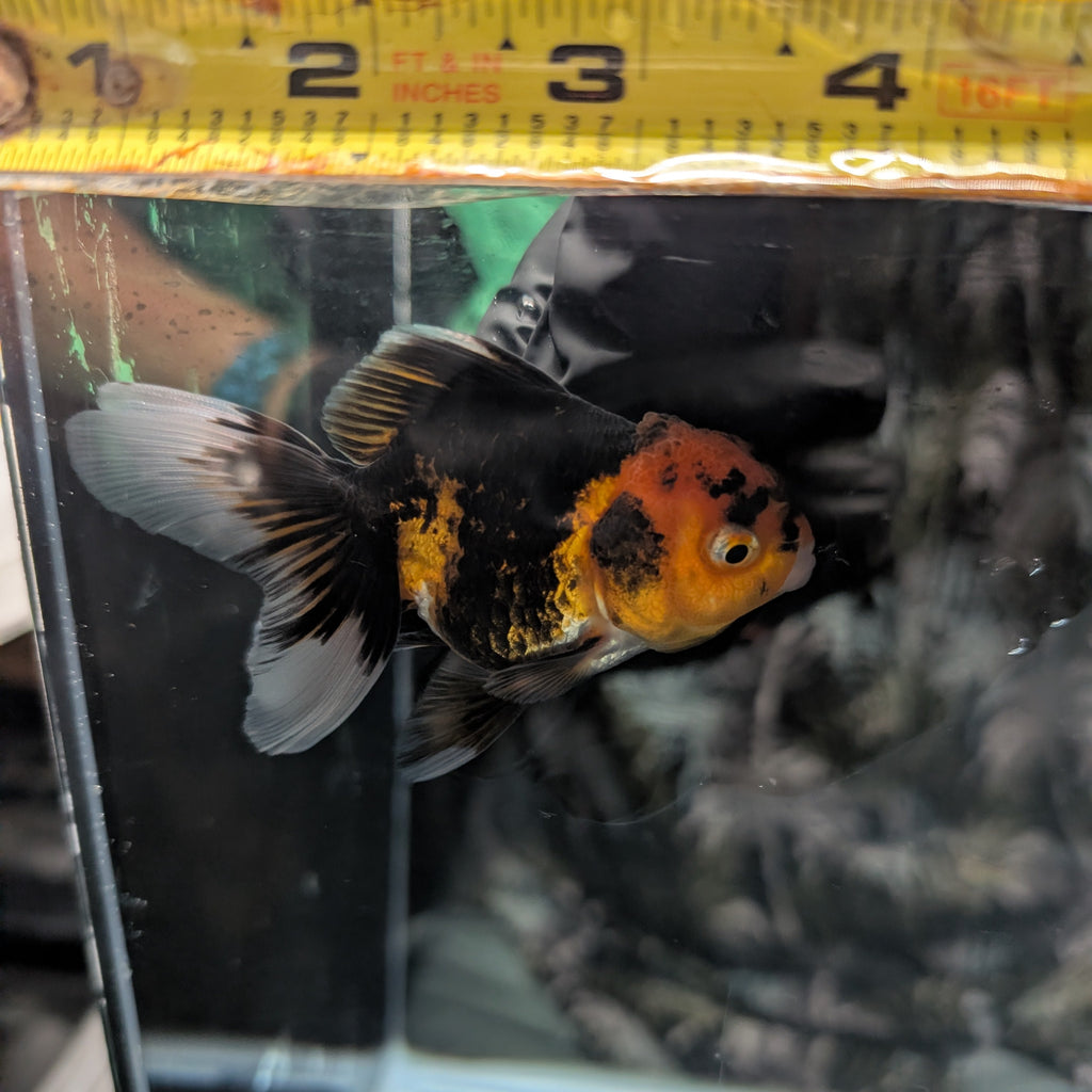 Juvenile Oranda Tricolor 3.5"-4" in.  ID#320T13b-008