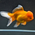Jumbo Oranda Red White 6.5"-7"in.  ID#522T4B-002