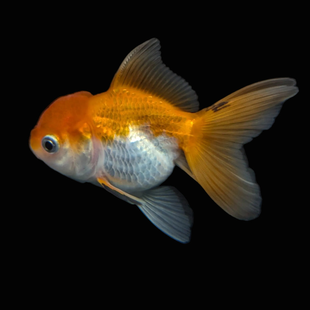 Thai Juvenile Oranda Red White 3"-3.5" in.  ID#724T1A-028