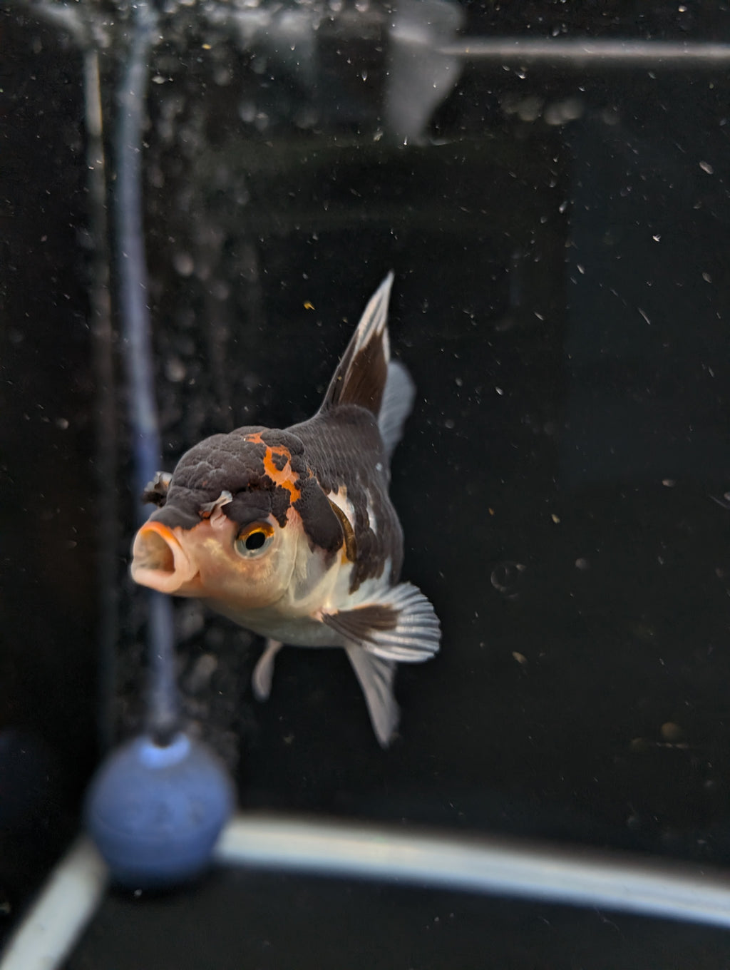 Thai Juvenile Oranda Tricolor 3"-3.5" in.  ID#626T1A-002