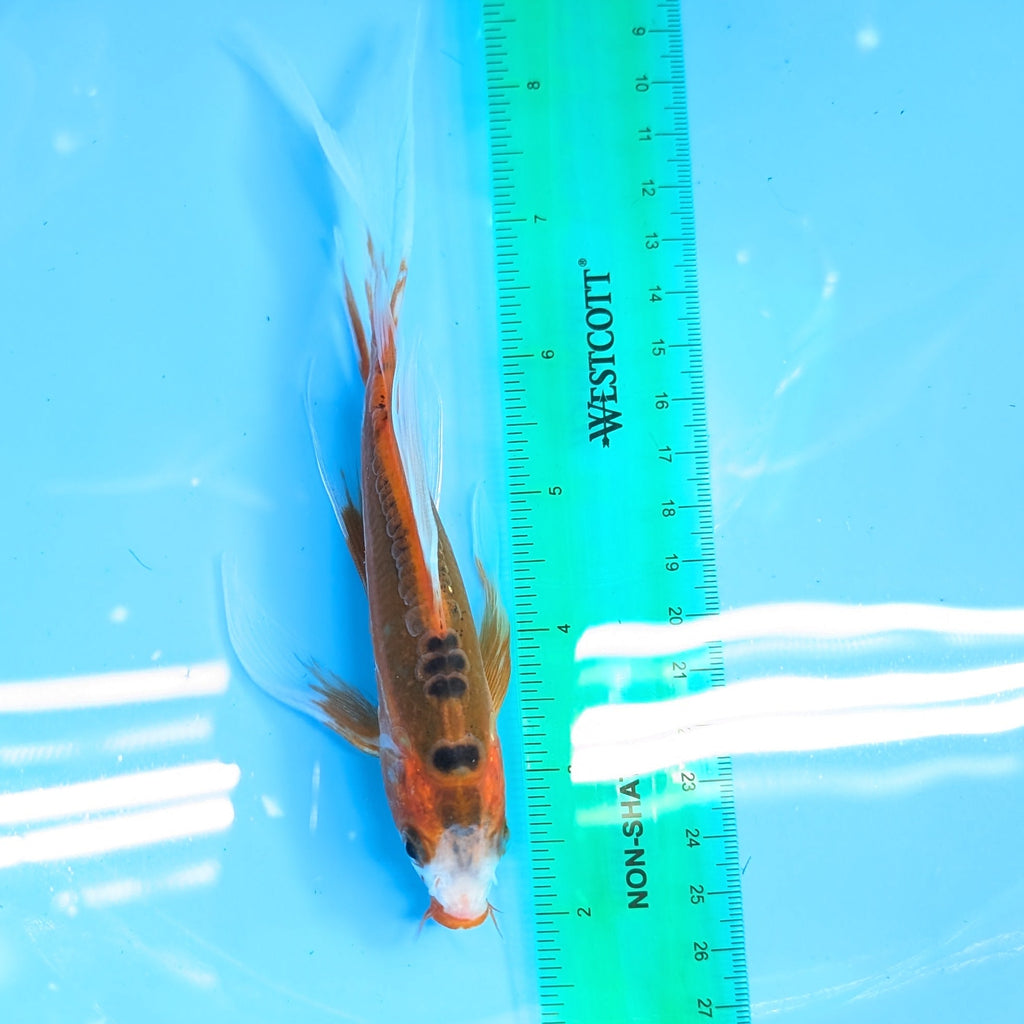 Shusui Butterfly Koi  6"-7" in. ID#727BFK-001