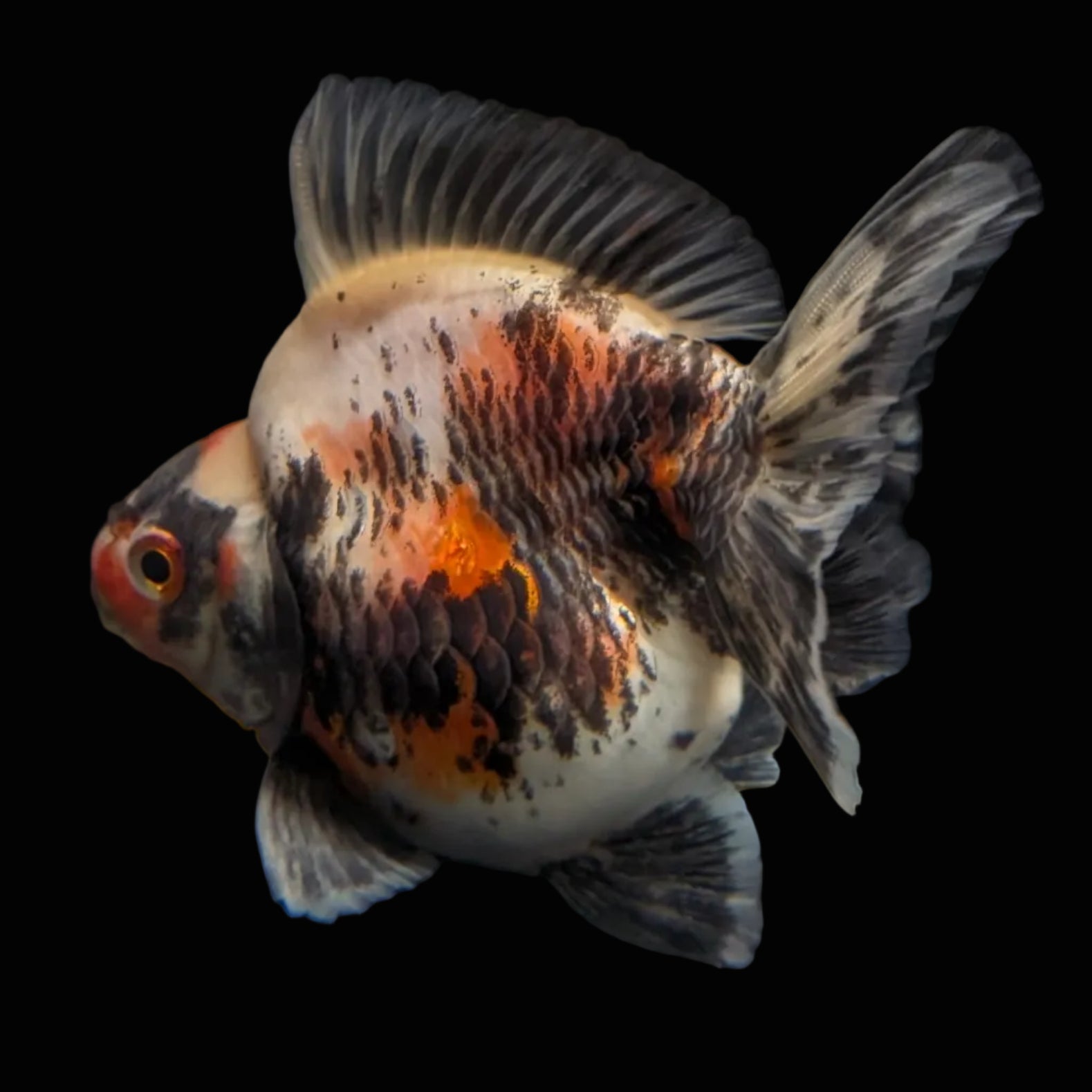 Jumbo Ryukin Short Tail Kirin Calico 4"-4.5" in. ID#3204B-003