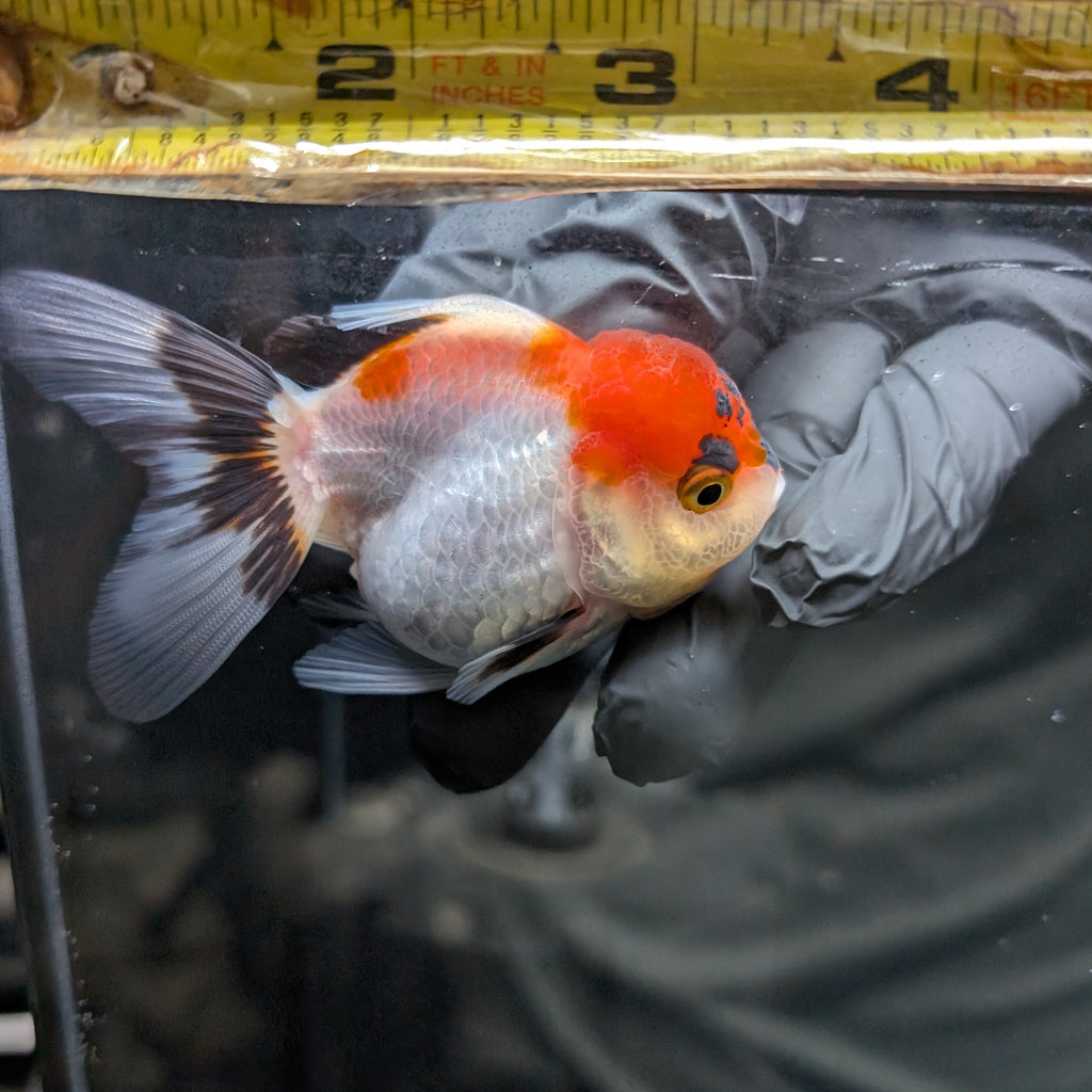 Juvenile Oranda Tricolor 3.5"-4" in.  ID#424T1A-007