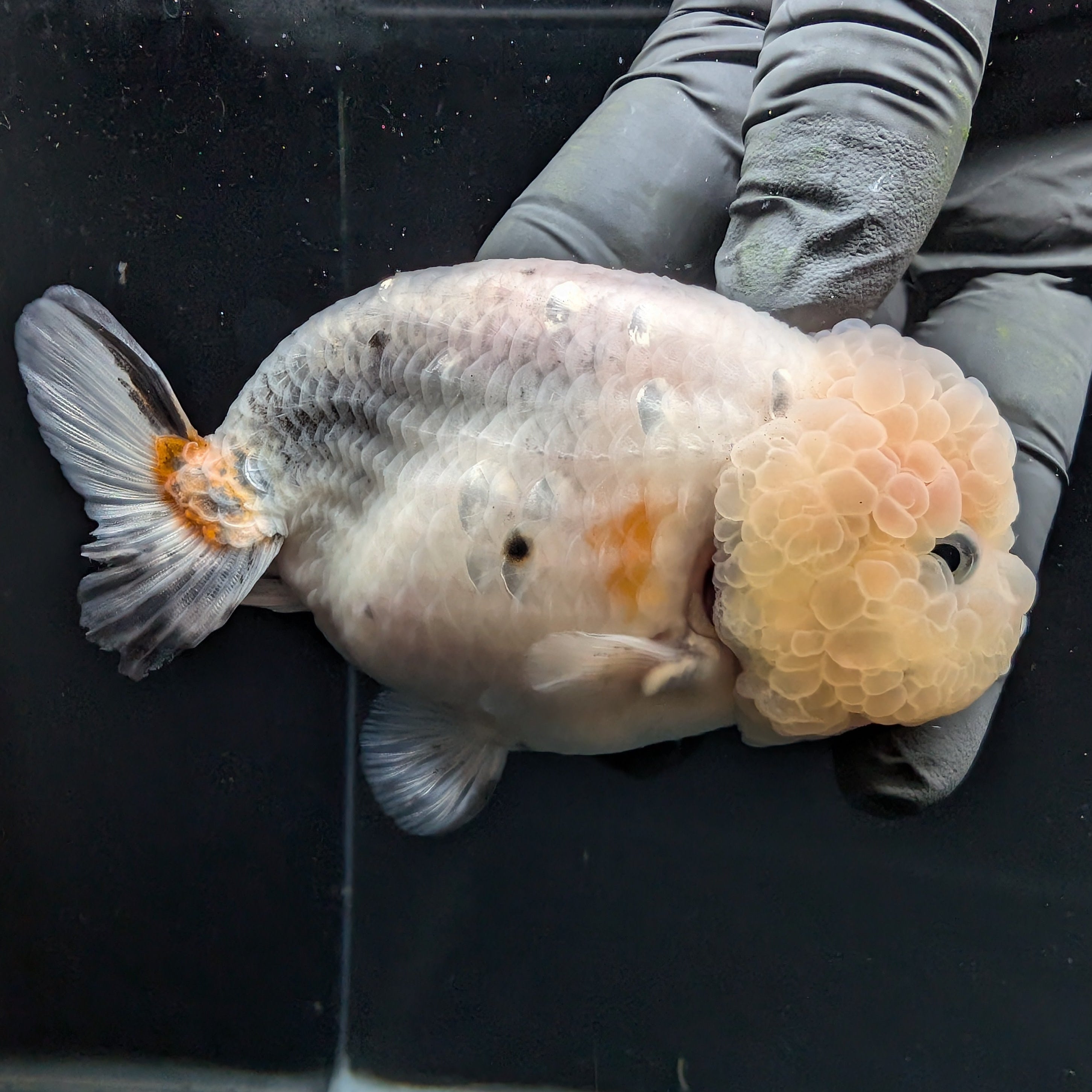 Jumbo Ranchu Calico 3.5"- 4" in. ID#710R8A-027