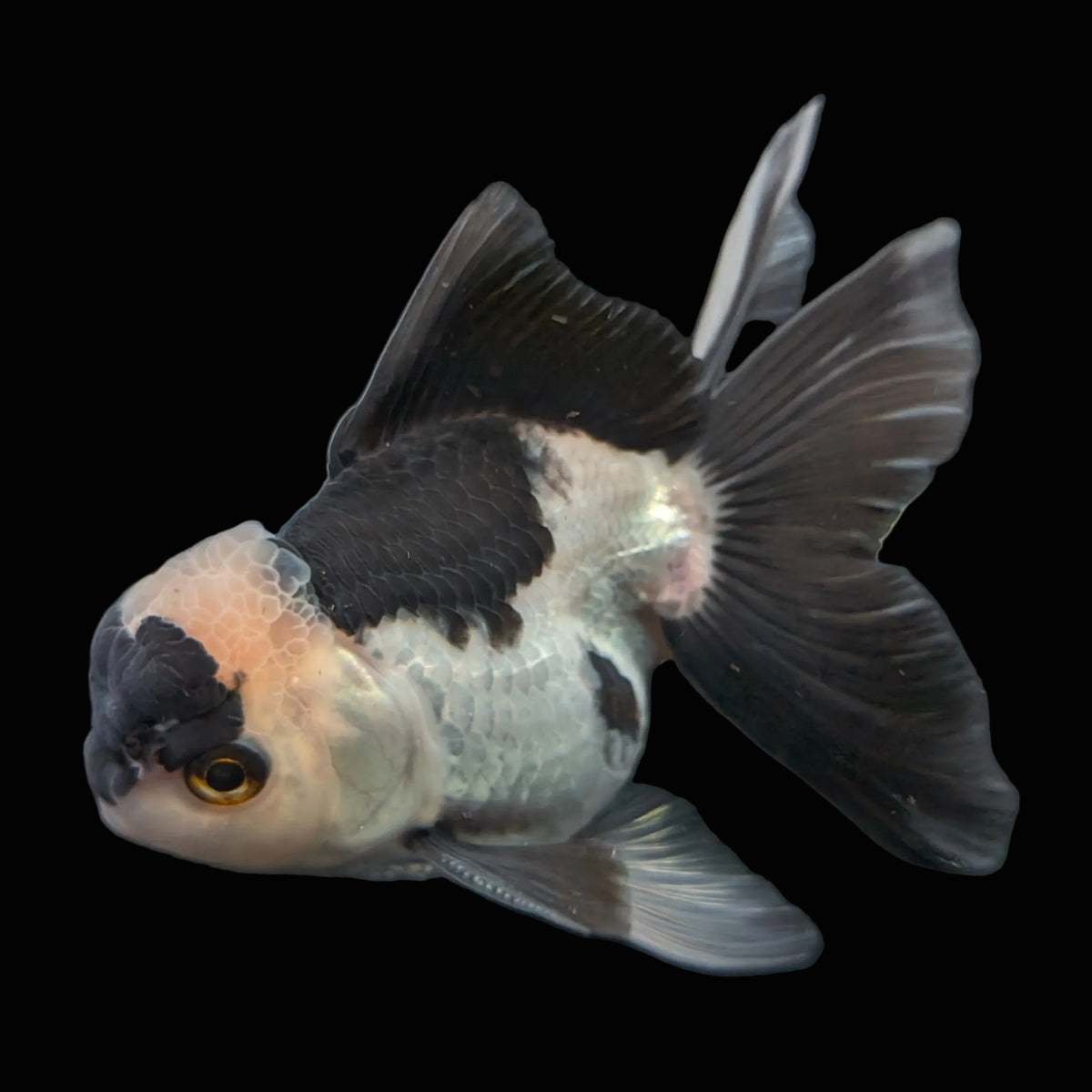 Thai Oranda Panda 4"-4.5"in.  ID#1016T1A-005