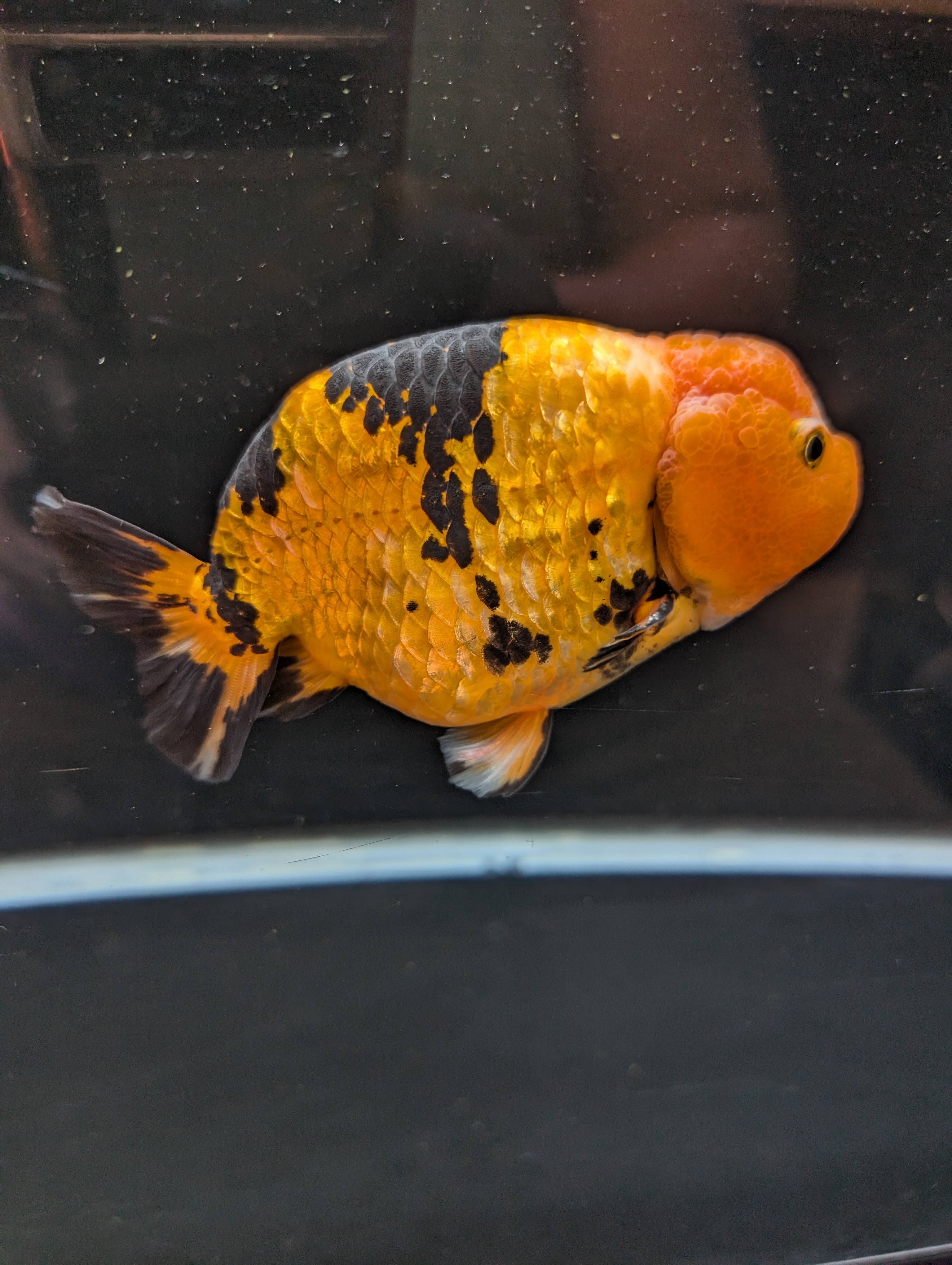 Jumbo Ranchu Calico 4.5"-5" in. ID#821R8A-034