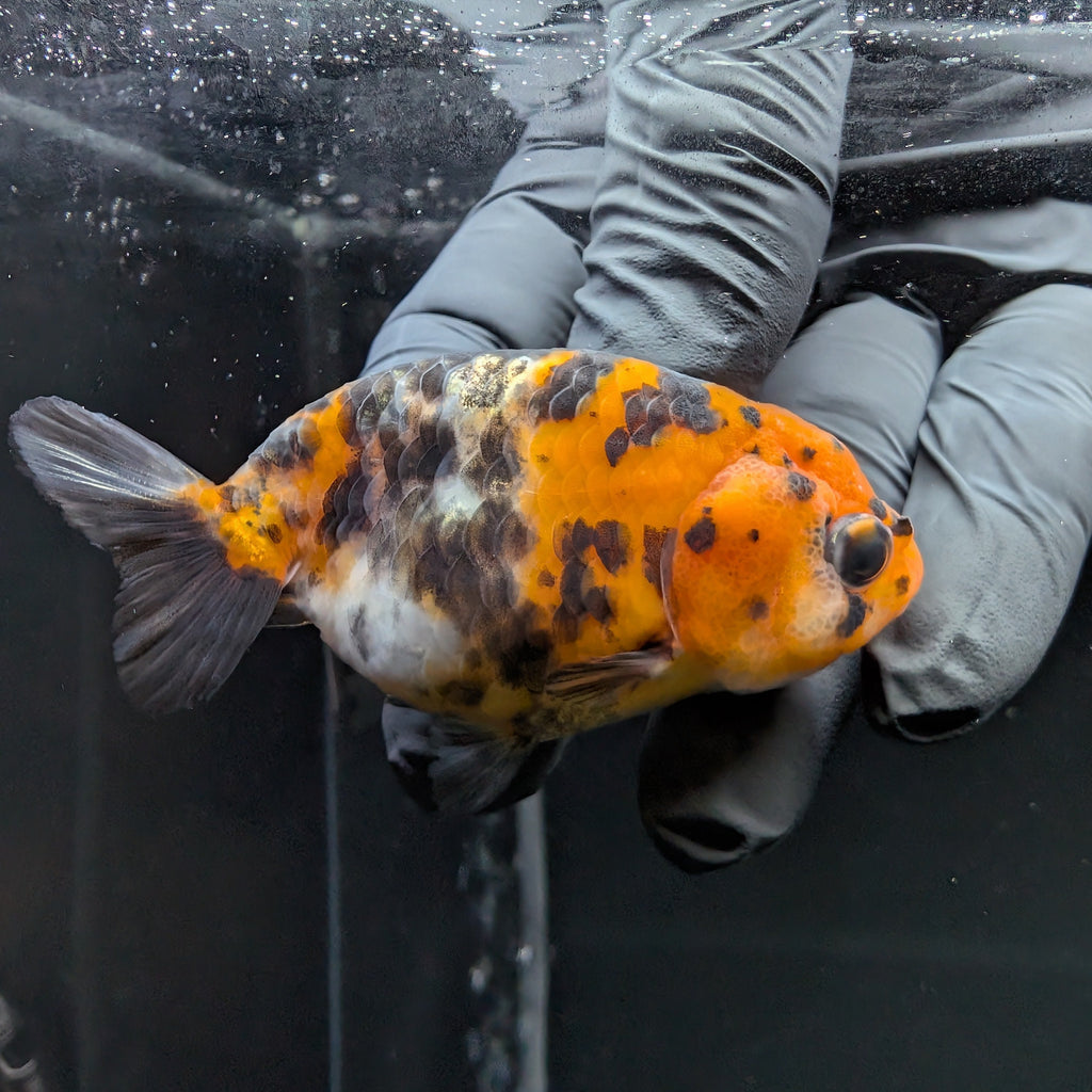 Ranchu Calico 3"-3.5" in. ID#515R4A-015