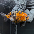 Ranchu Calico 3"-3.5" in. ID#515R4A-015